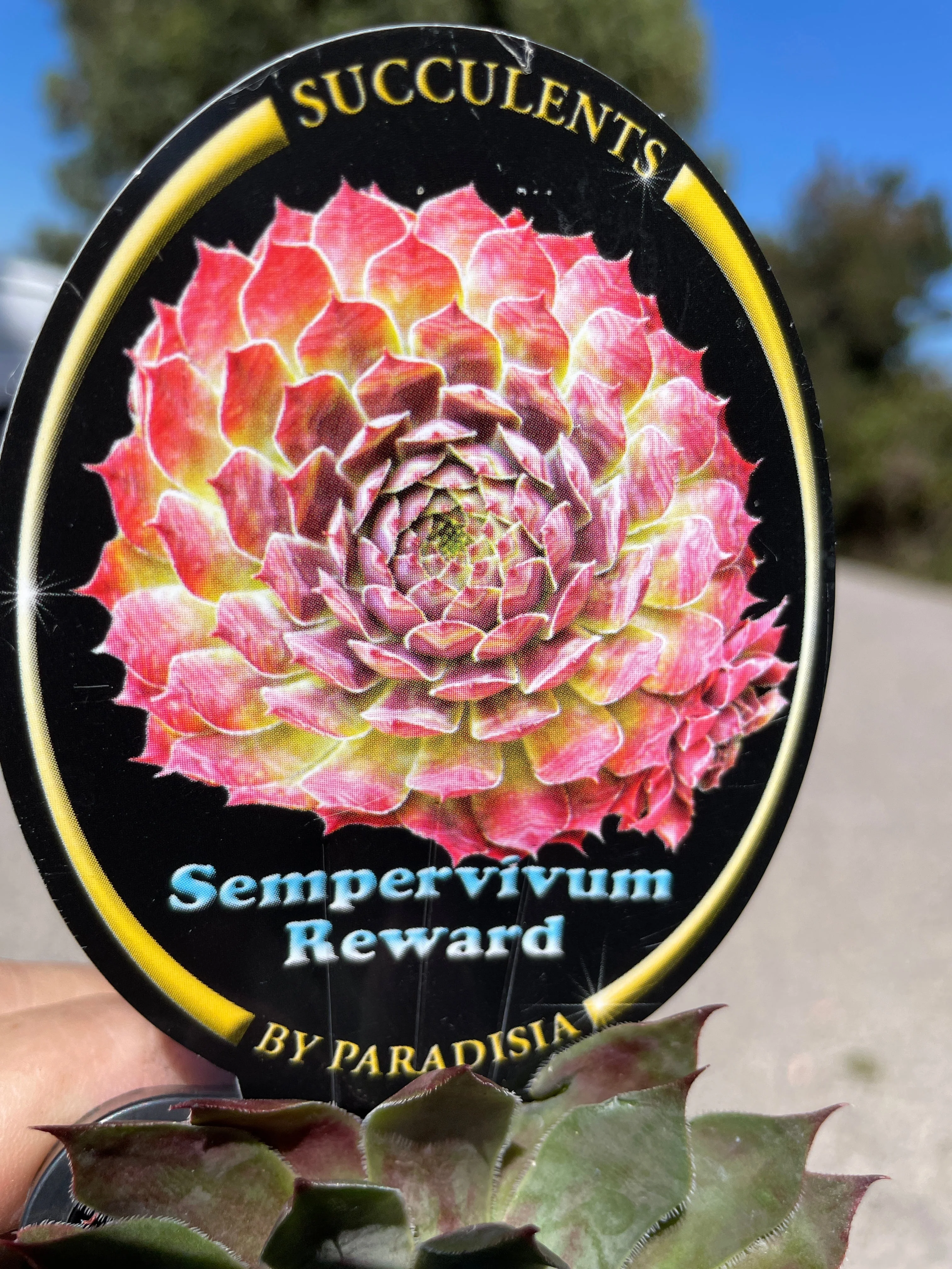 Sempervivum 'Reward' - Image 6