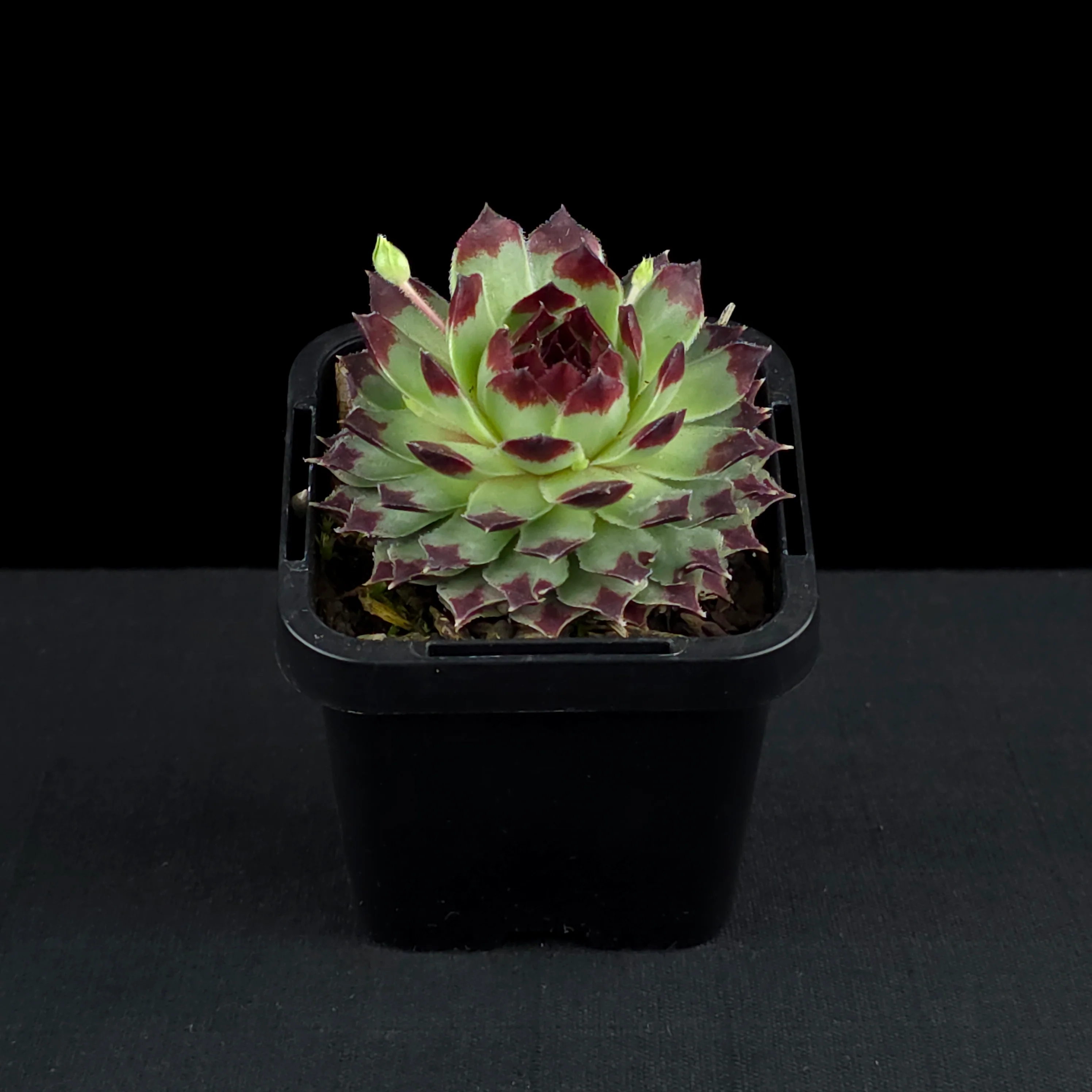 Sempervivum tectorum - Image 3