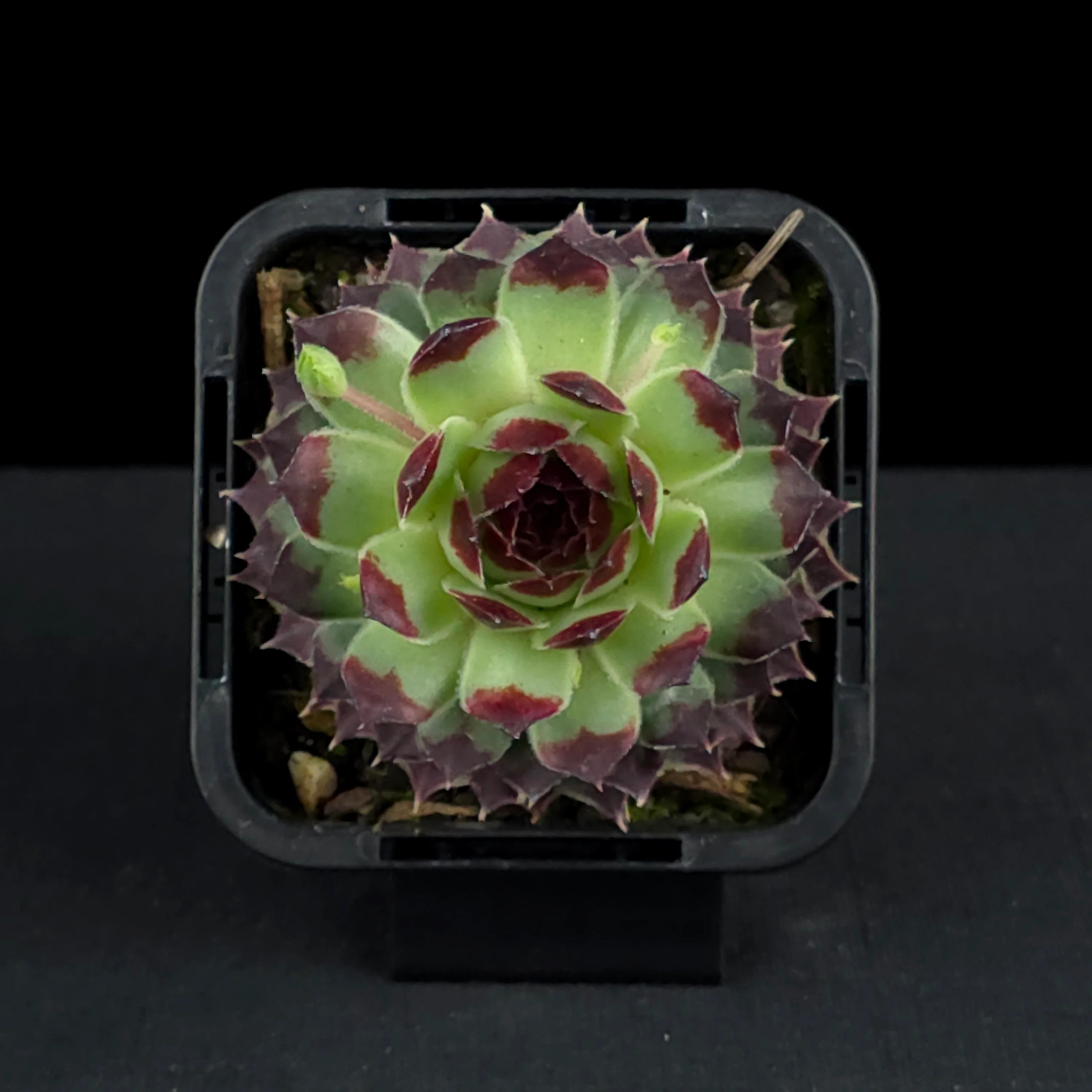 Sempervivum tectorum - Image 4