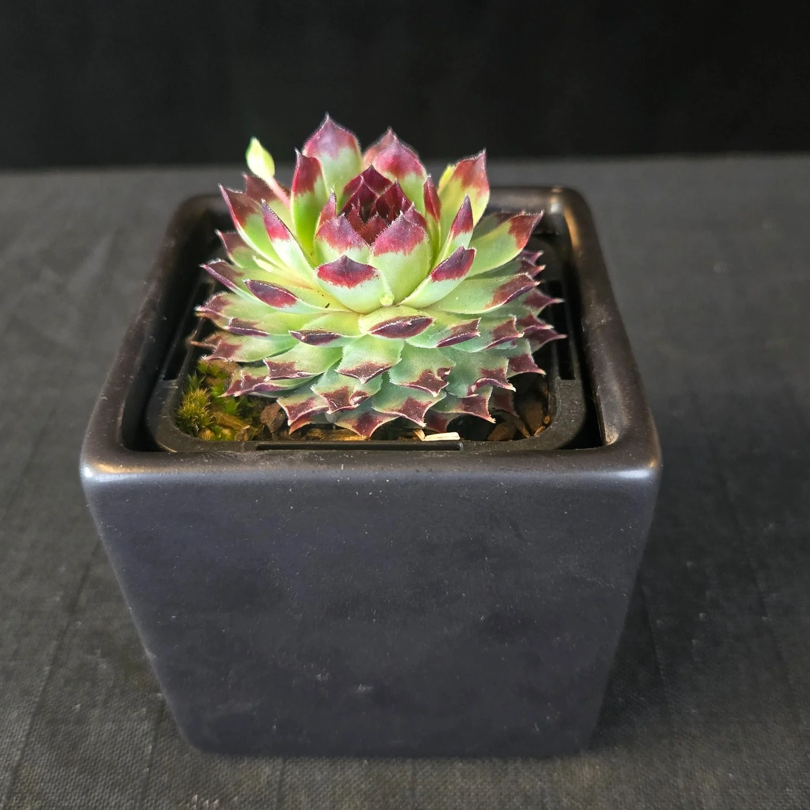 Sempervivum tectorum - Image 5