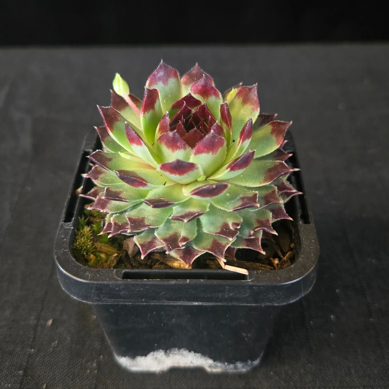 Sempervivum tectorum - Image 6