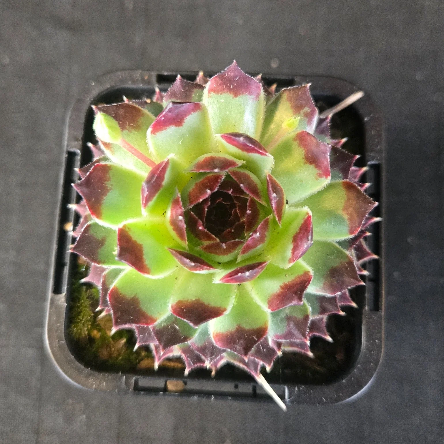 Sempervivum tectorum - Image 7