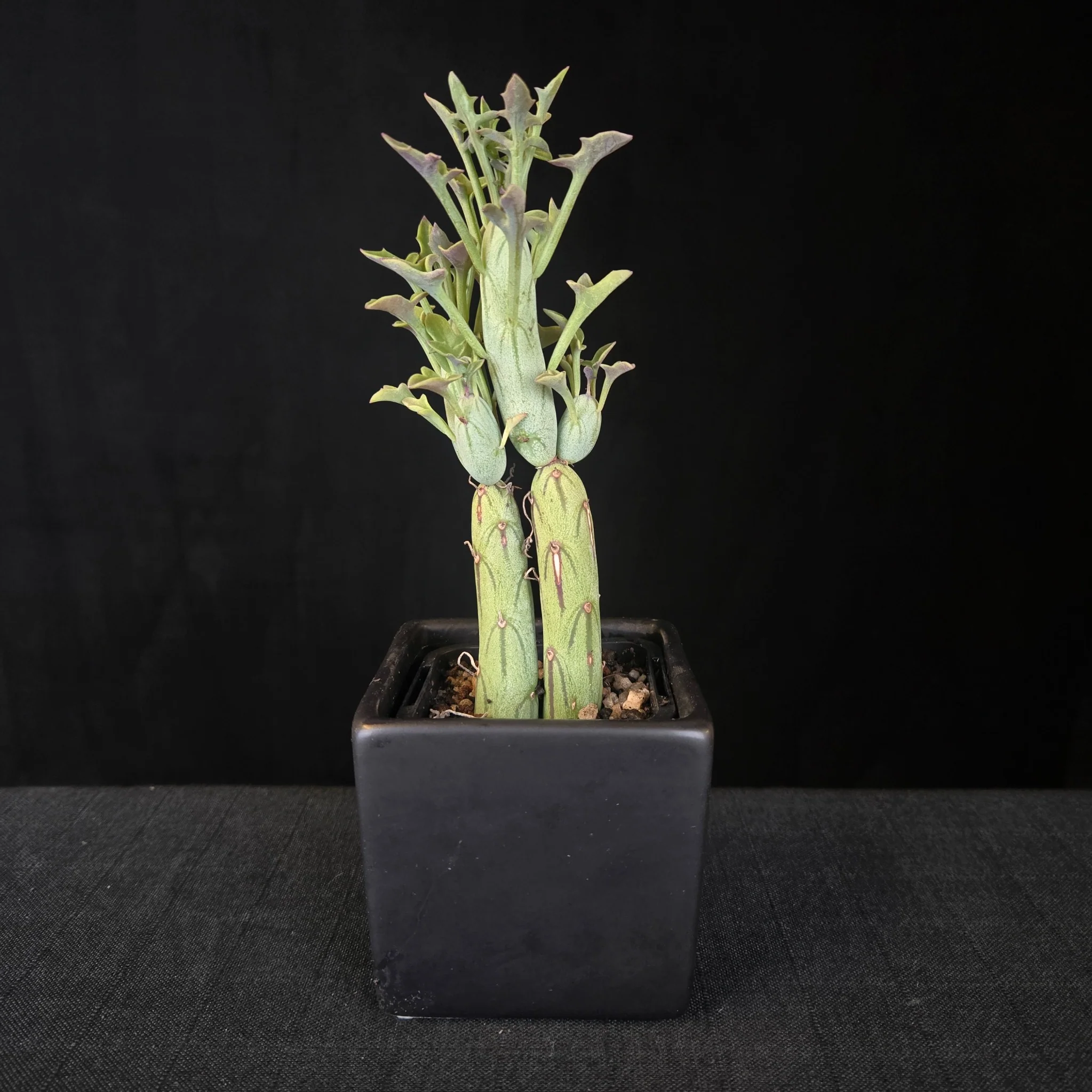 Senecio articulatus - Image 2