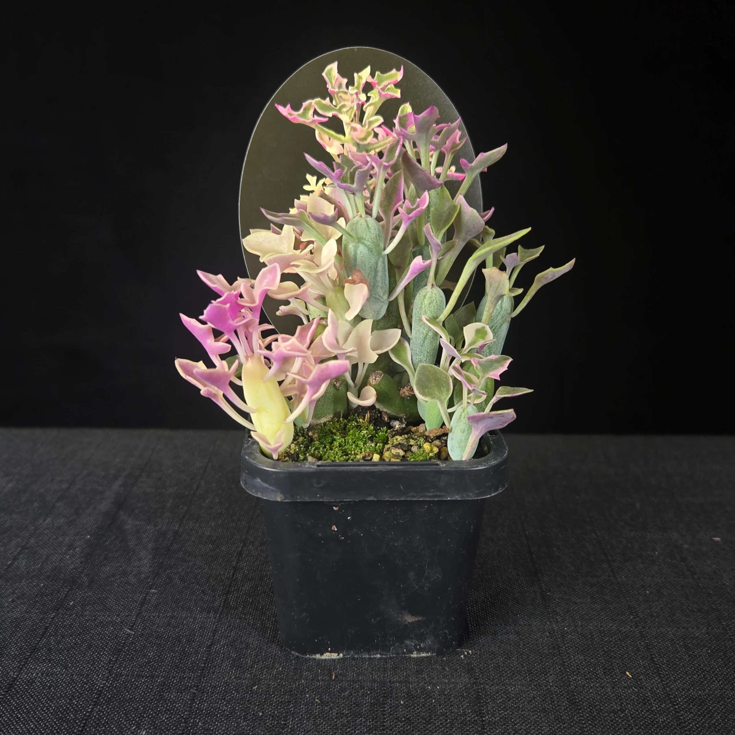 Senecio articulatus f. variegatus - Image 2