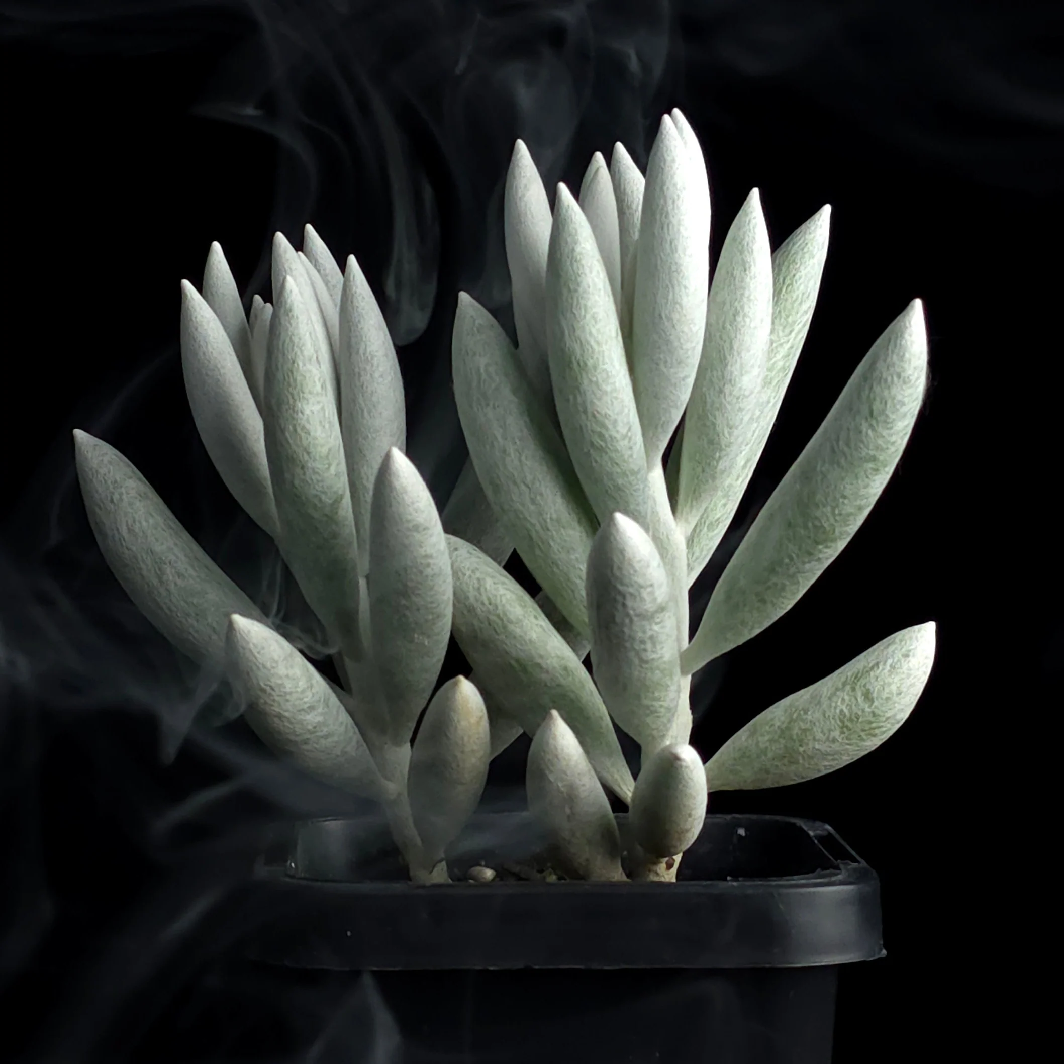 Senecio haworthii - The Cocoon Plant