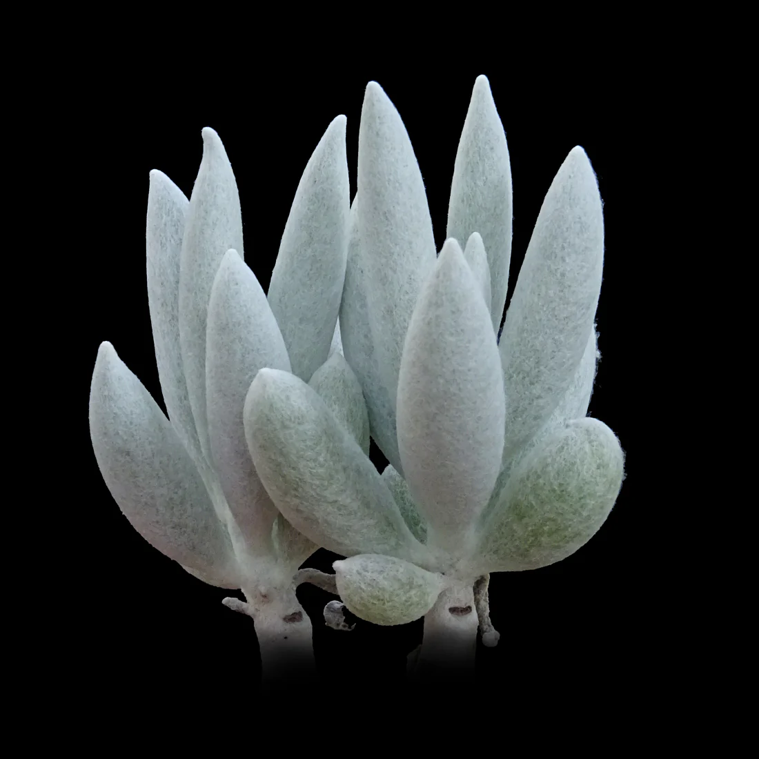 Senecio haworthii - The Cocoon Plant - Image 2