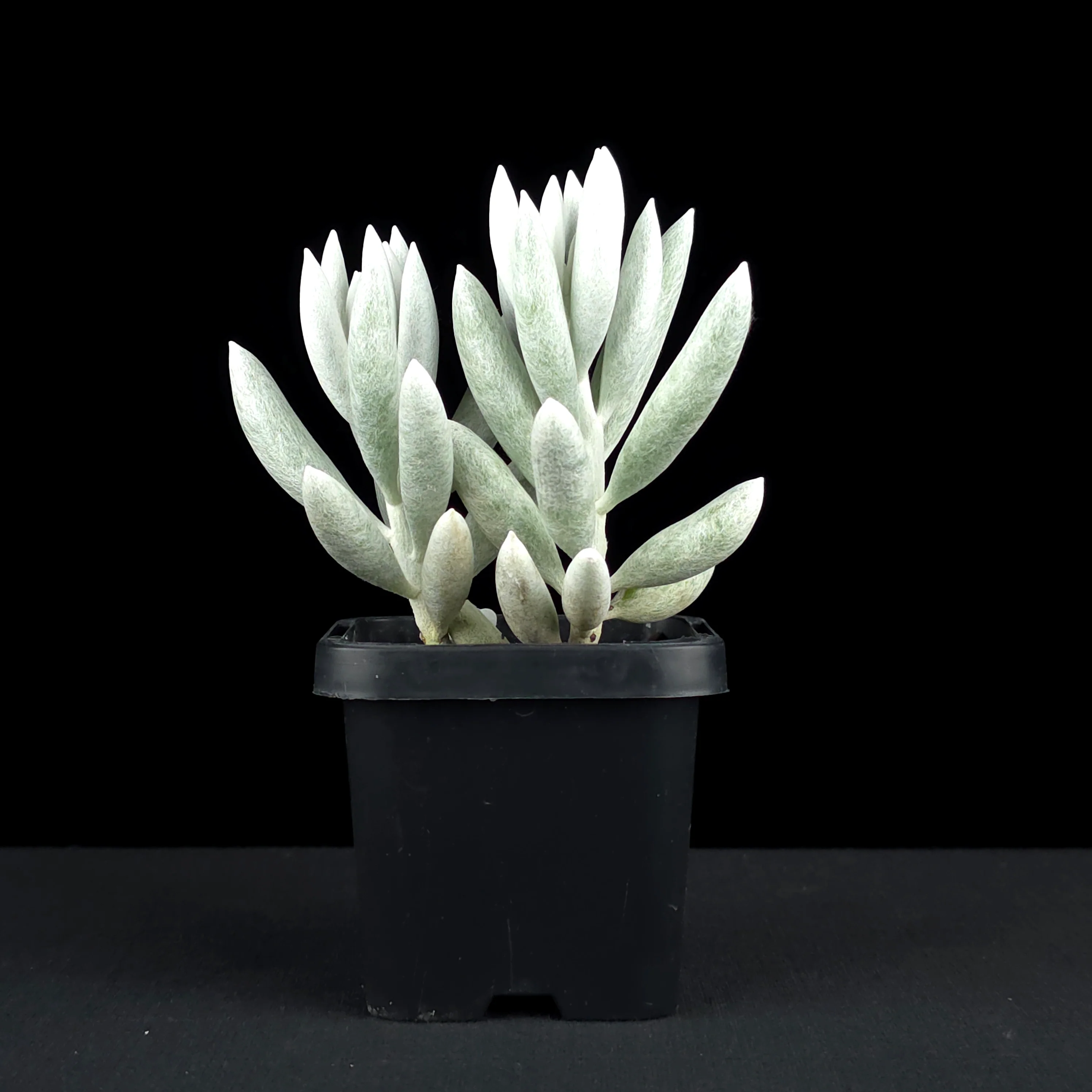 Senecio haworthii - The Cocoon Plant - Image 3
