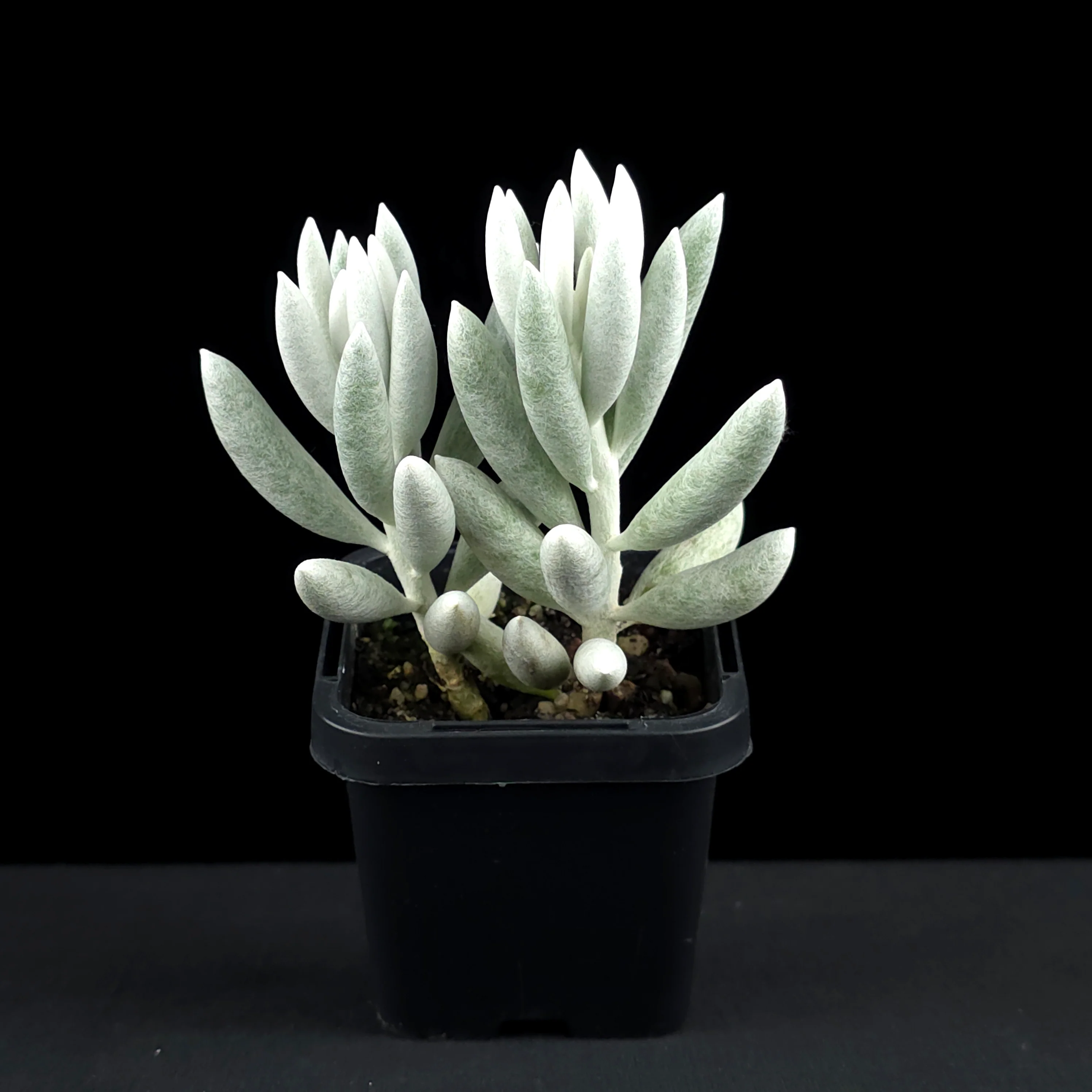 Senecio haworthii - The Cocoon Plant - Image 4