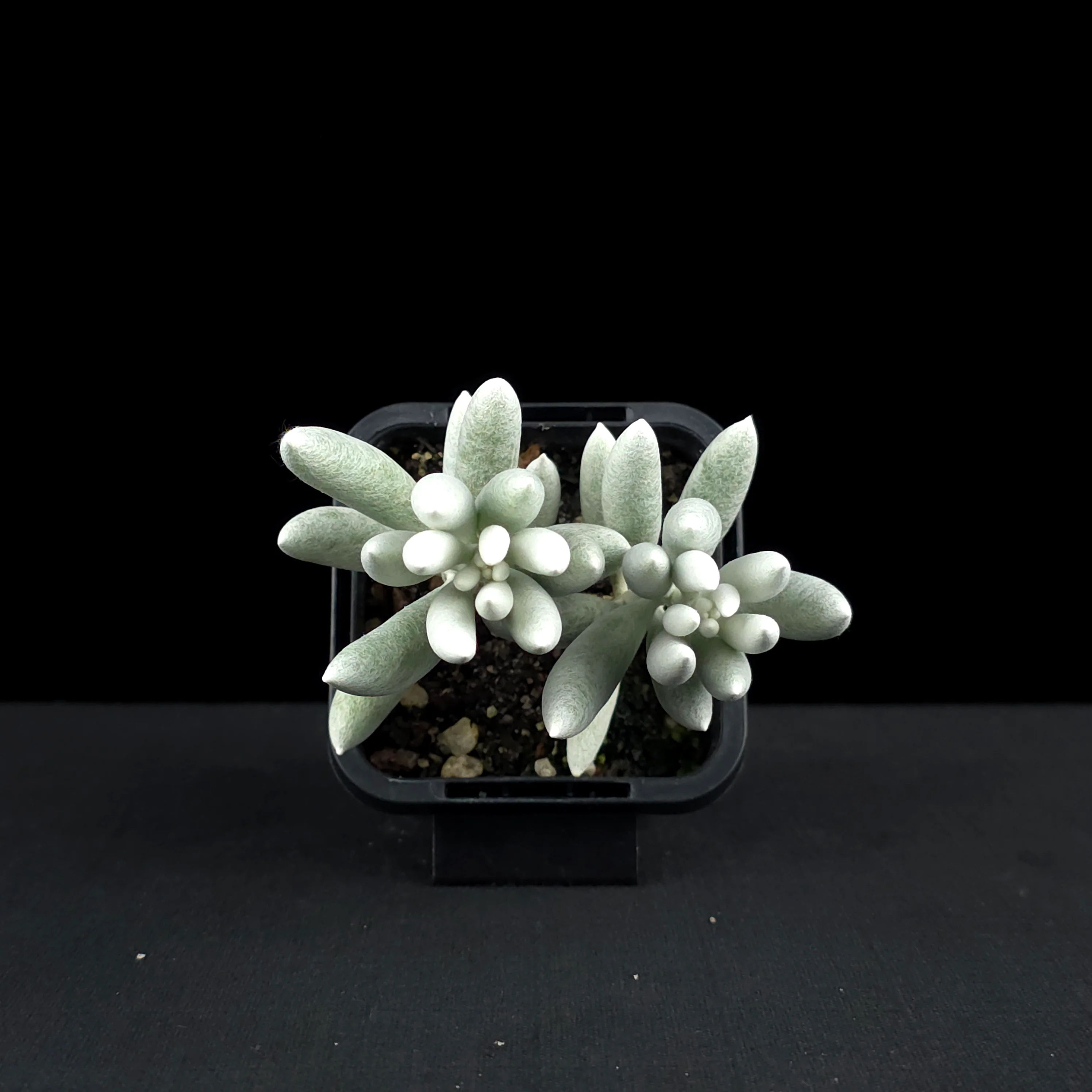 Senecio haworthii - The Cocoon Plant - Image 5