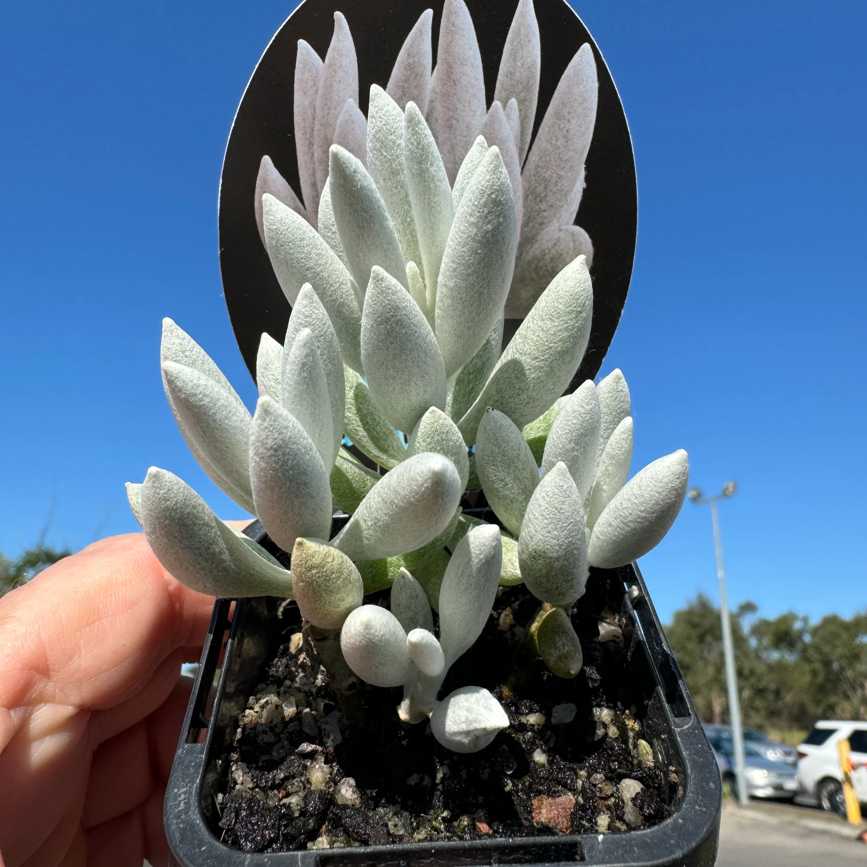 Senecio haworthii - The Cocoon Plant - Image 6