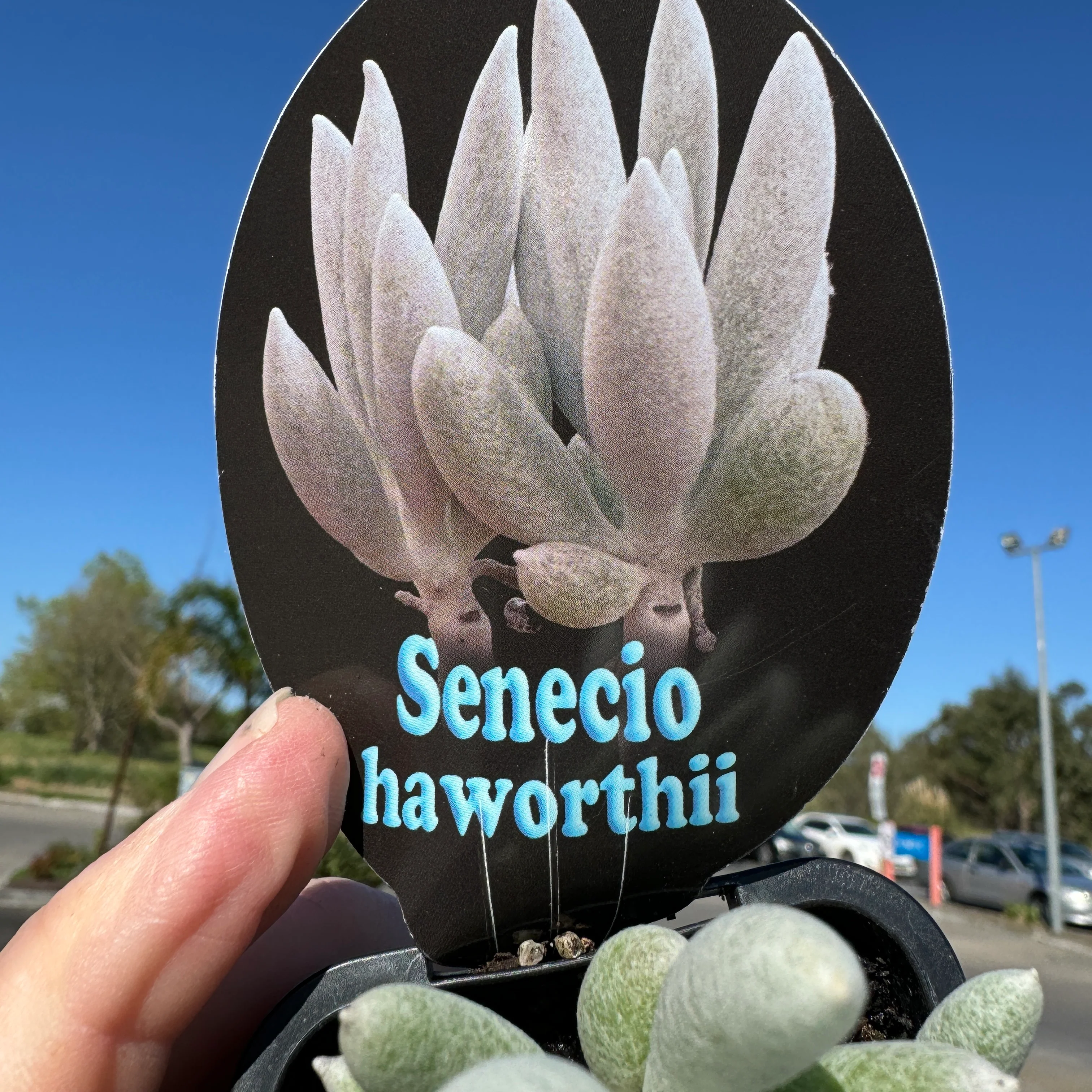 Senecio haworthii - The Cocoon Plant - Image 7