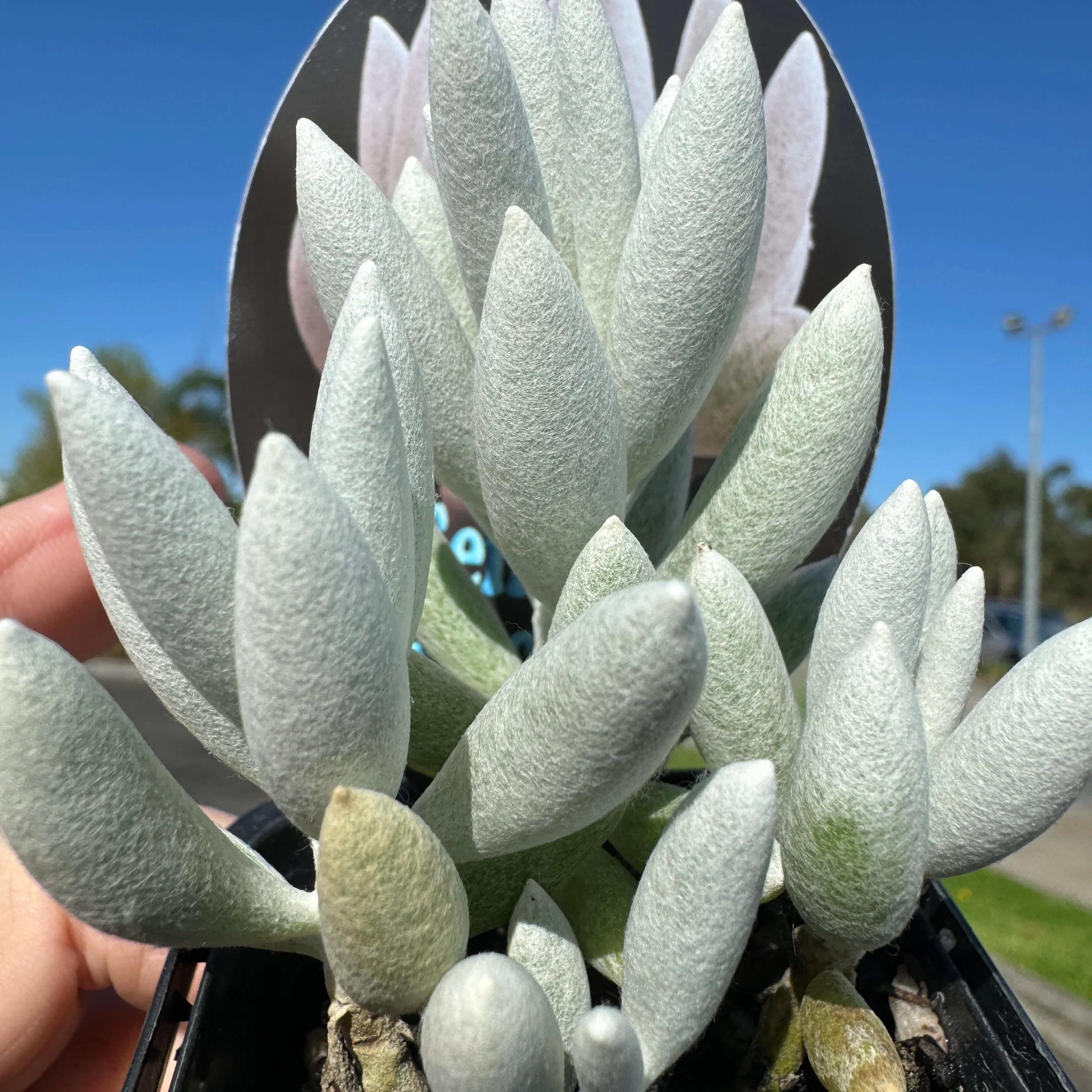Senecio haworthii - The Cocoon Plant - Image 8