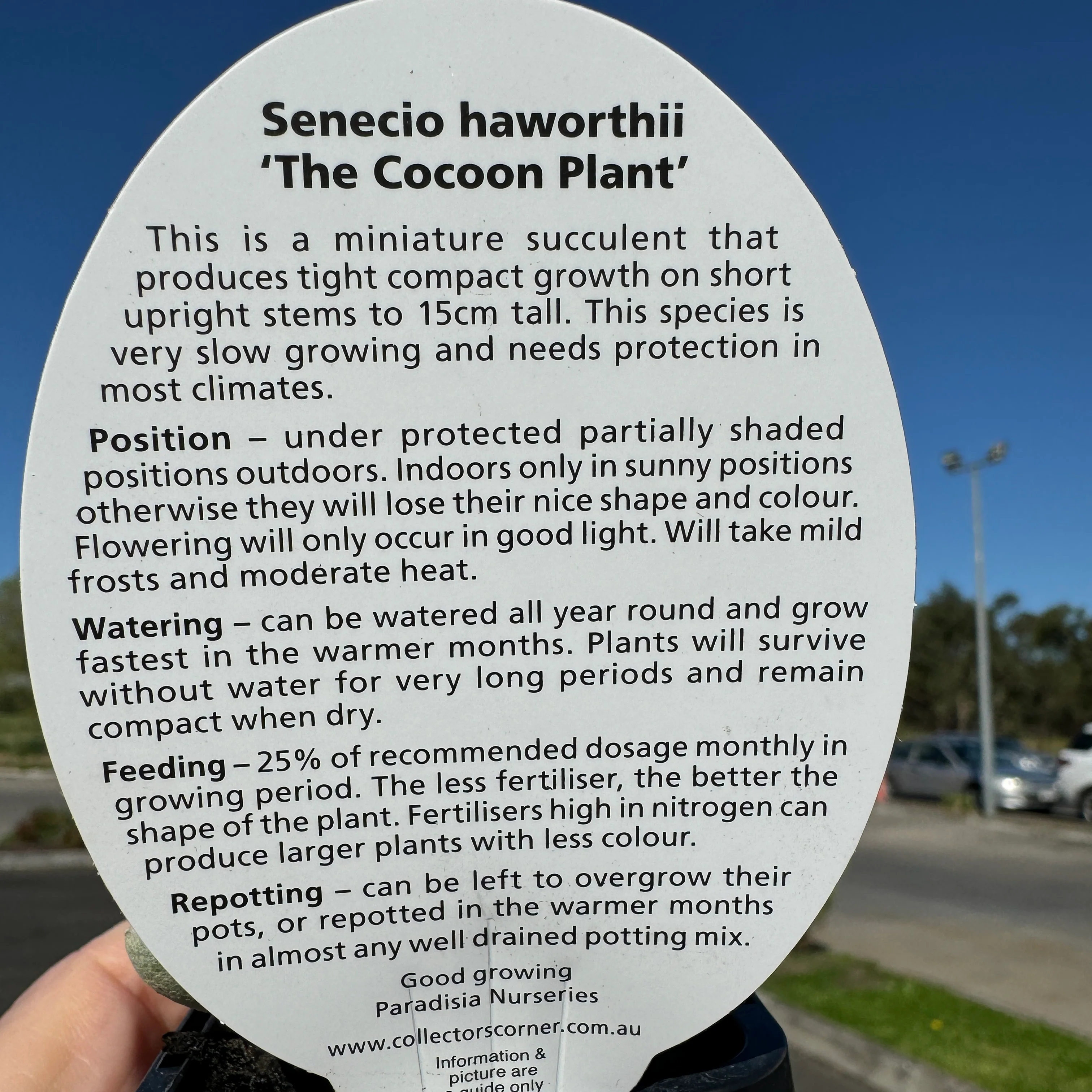 Senecio haworthii - The Cocoon Plant - Image 9