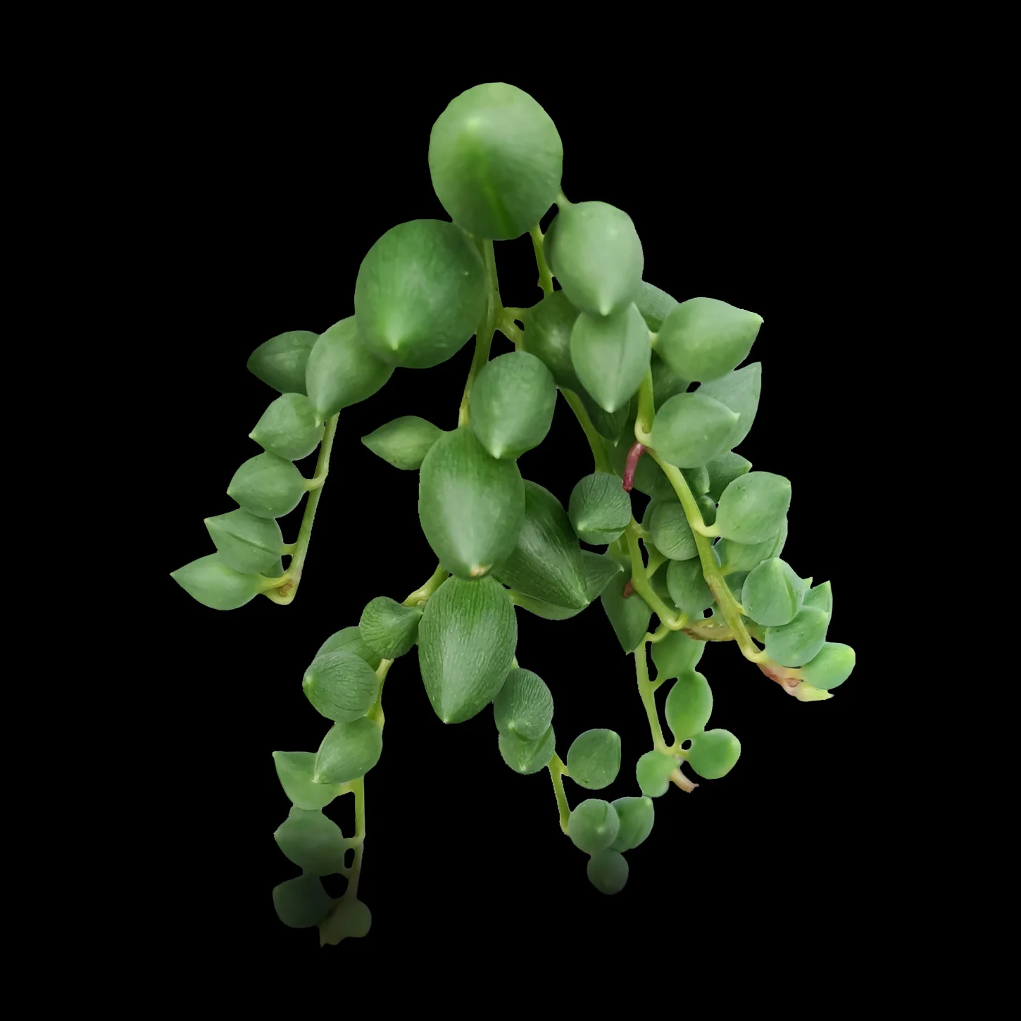 Senecio rowleyanus 'Angel's Tears'