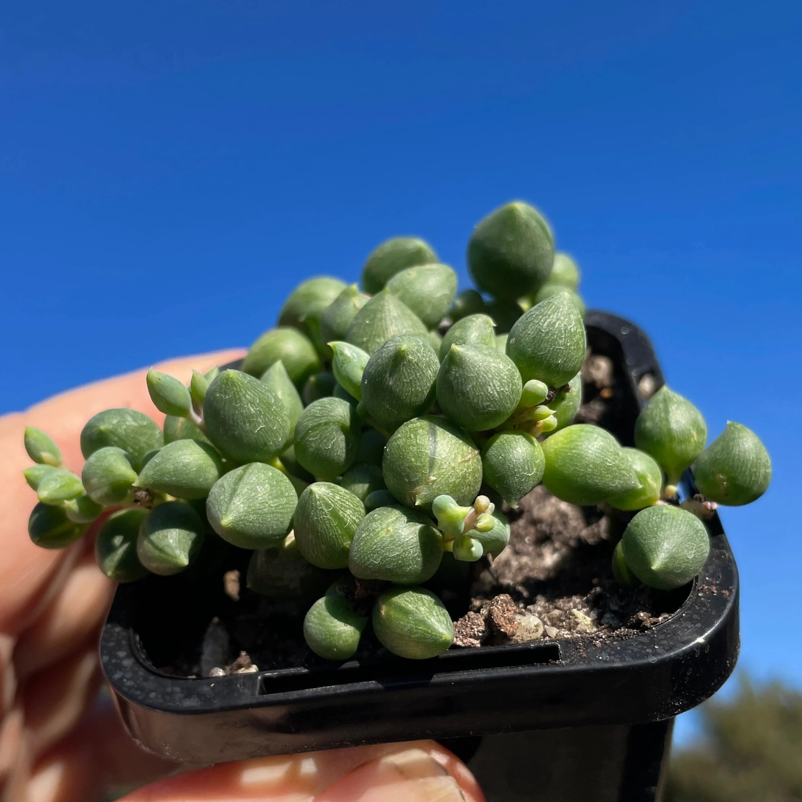 Senecio rowleyanus 'Angel's Tears' - Image 2