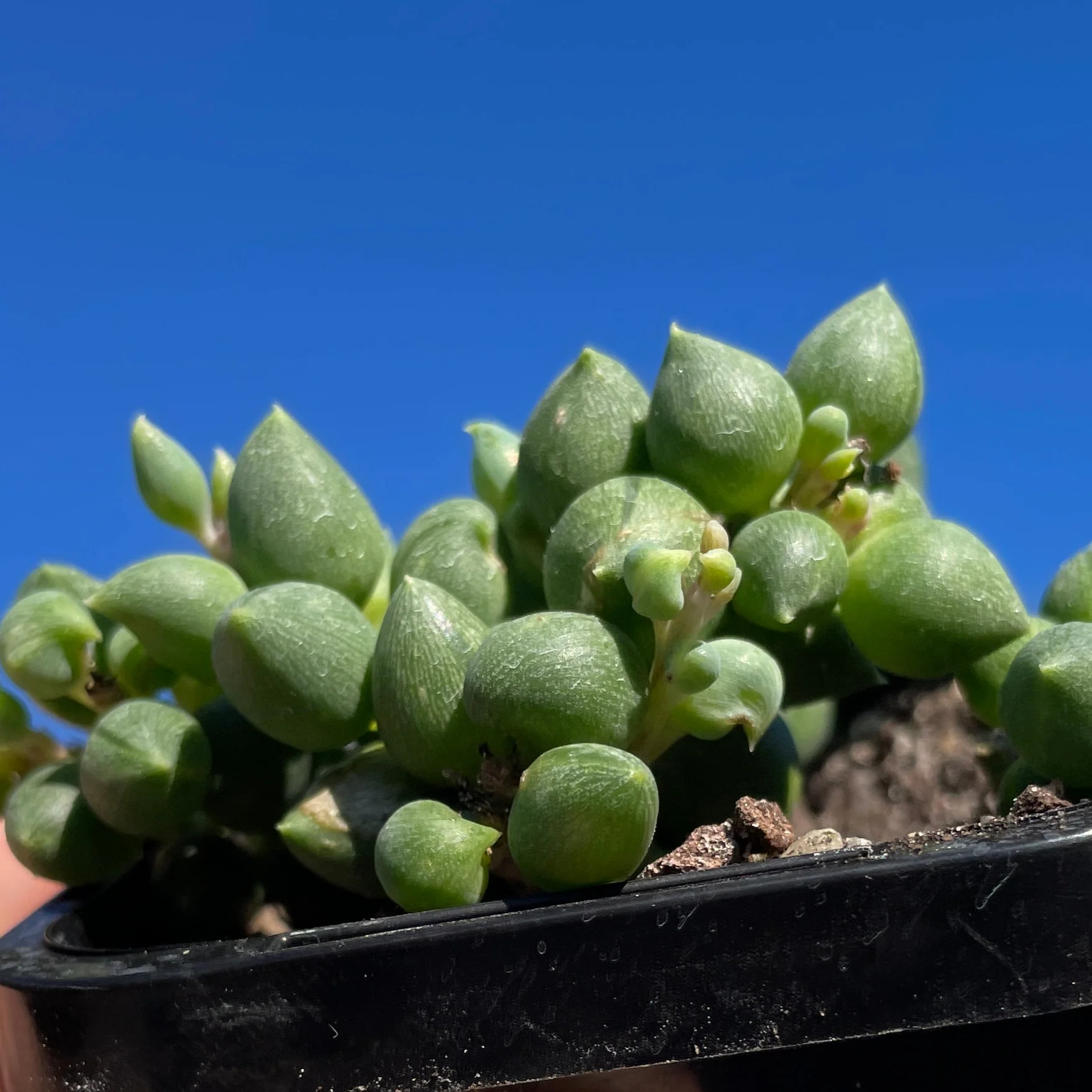 Senecio rowleyanus 'Angel's Tears' - Image 3