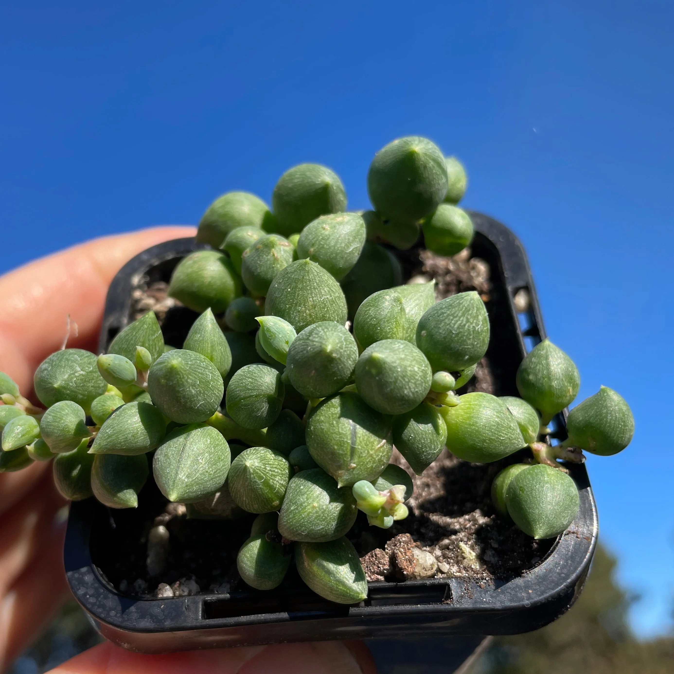 Senecio rowleyanus 'Angel's Tears' - Image 4