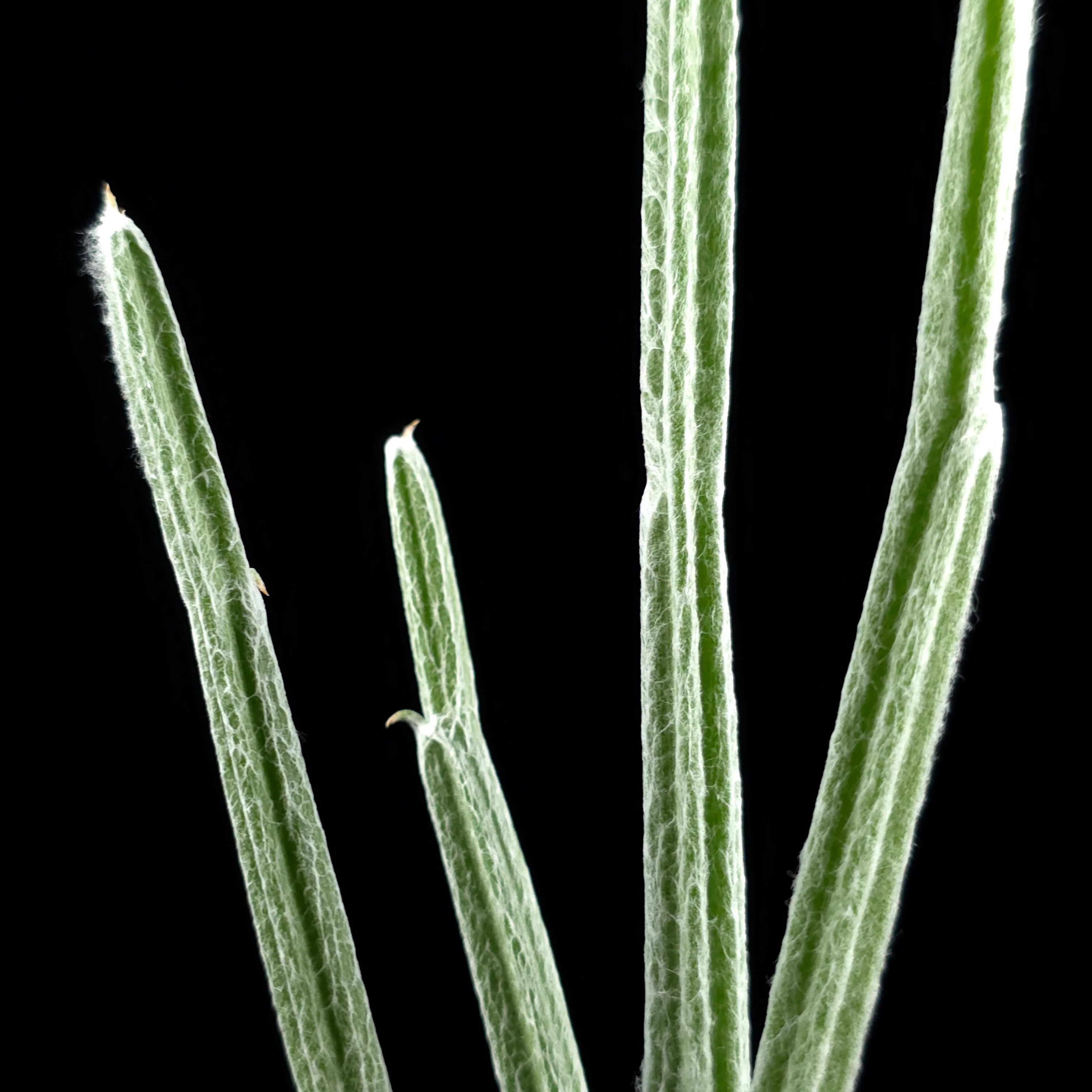 Seyrigia humbertii - Image 3