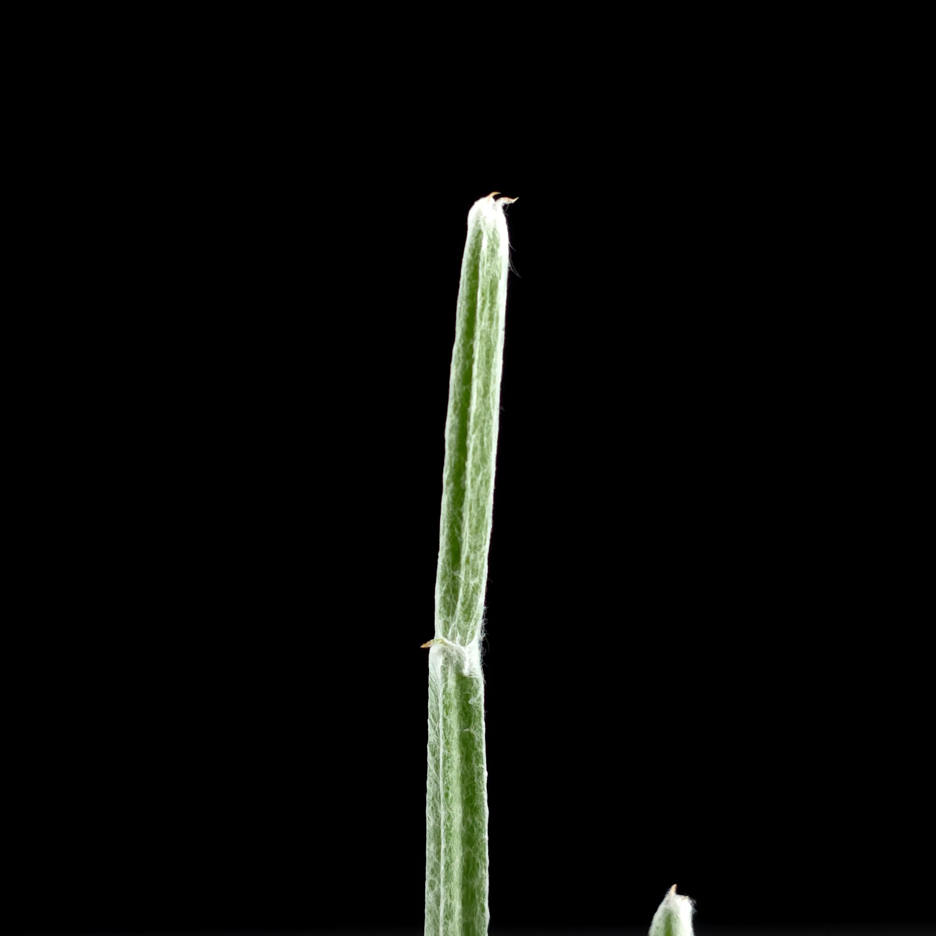 Seyrigia humbertii - Image 4