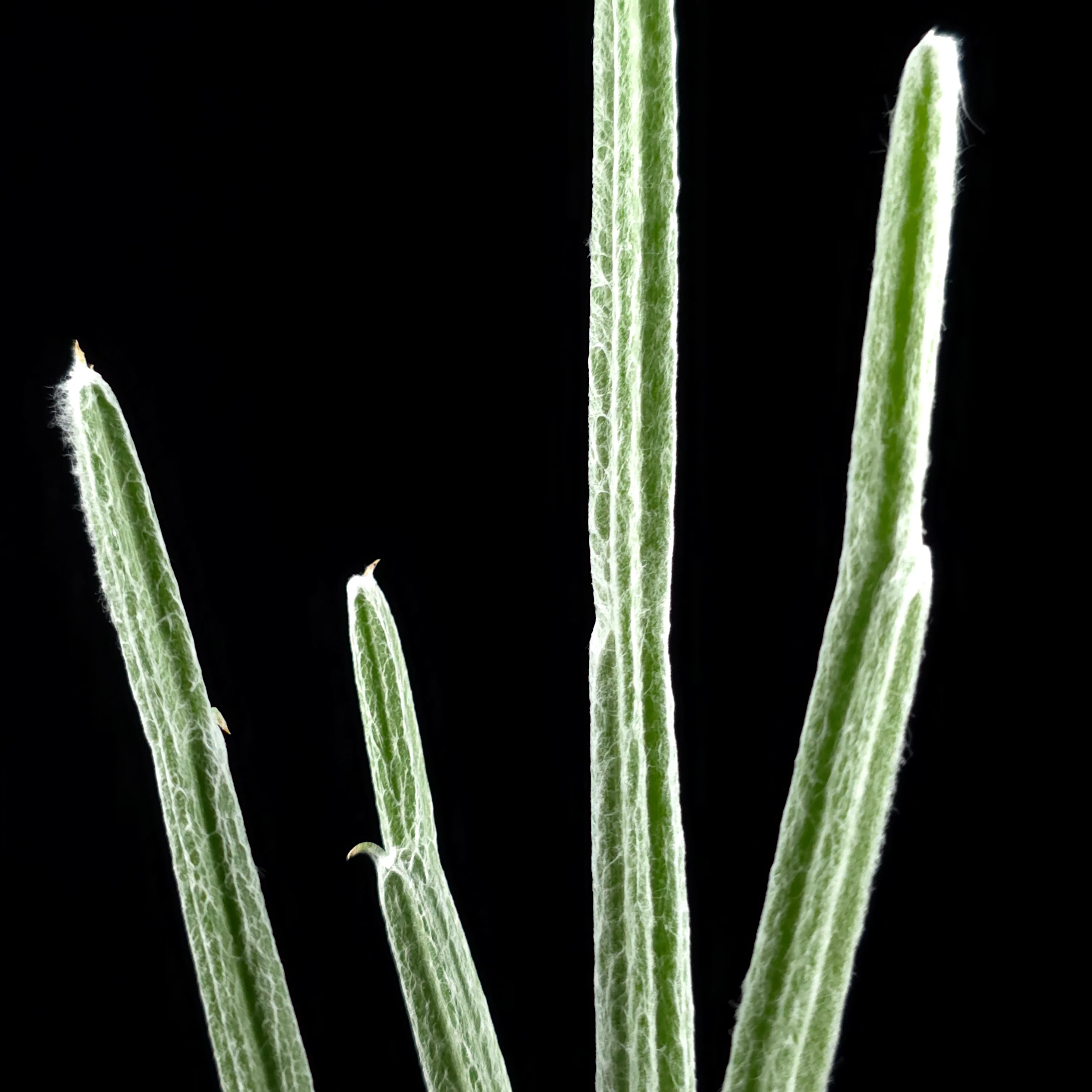 Seyrigia humbertii - Image 5