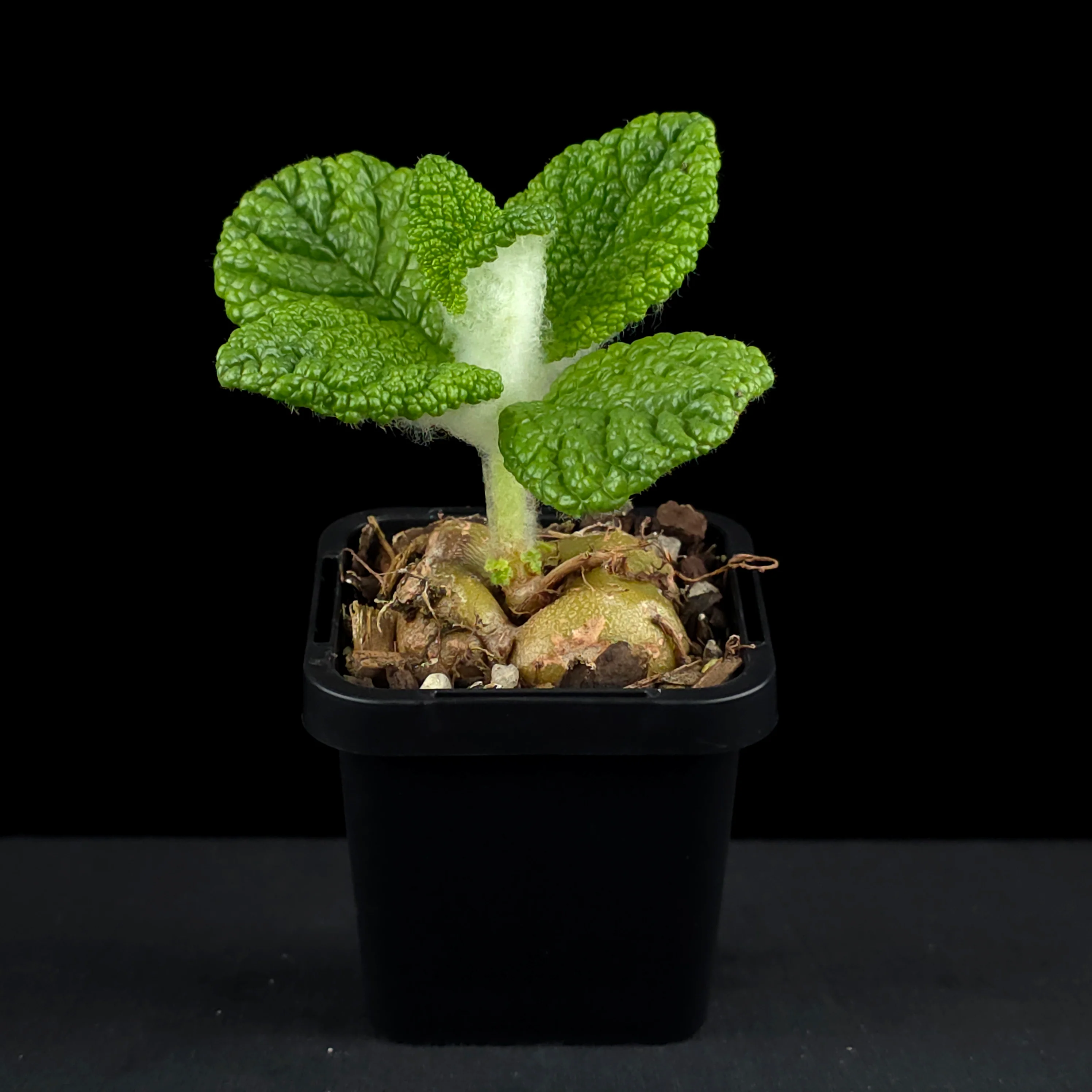 Sinningia bullata 'Emerald Forest' - Image 3