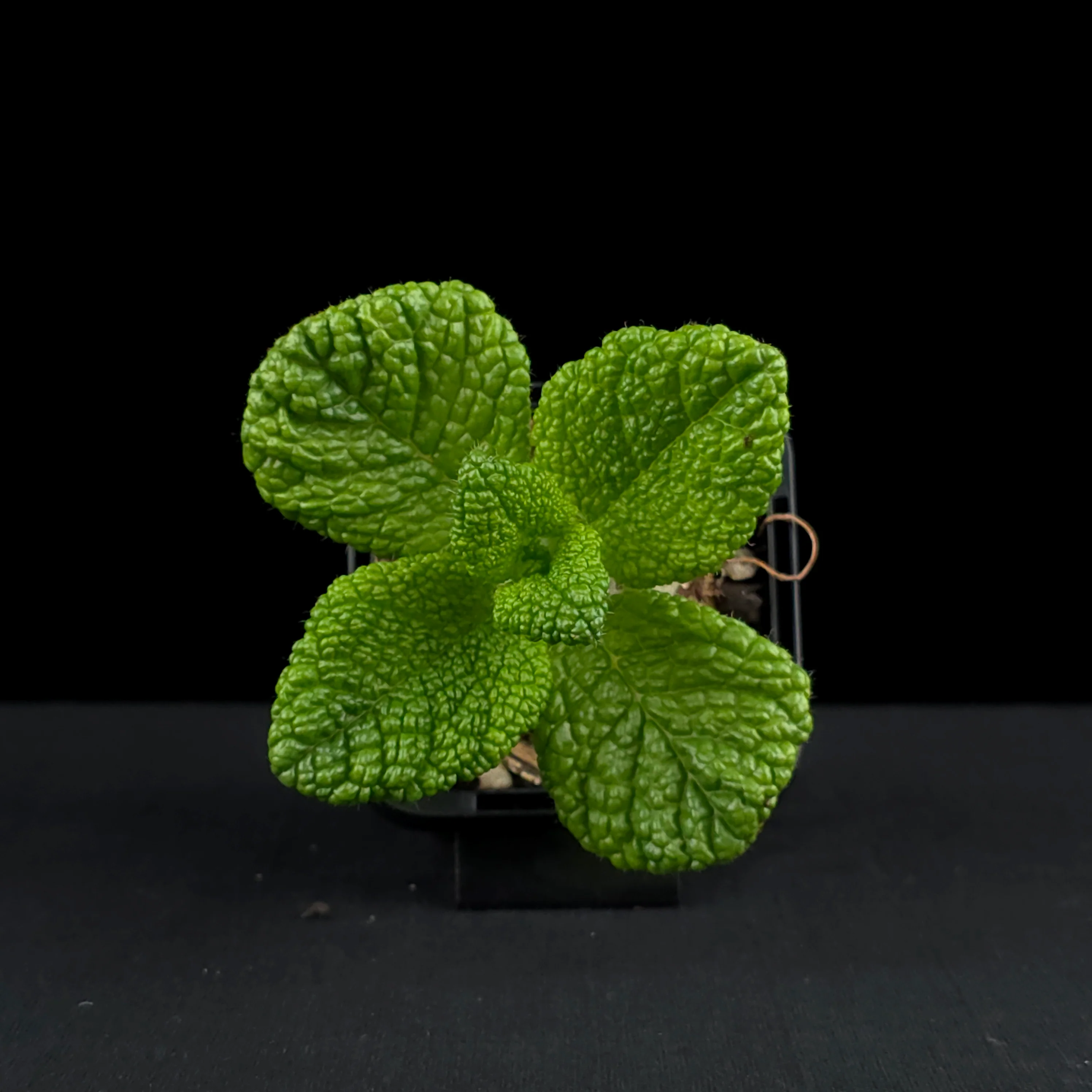 Sinningia bullata 'Emerald Forest' - Image 4