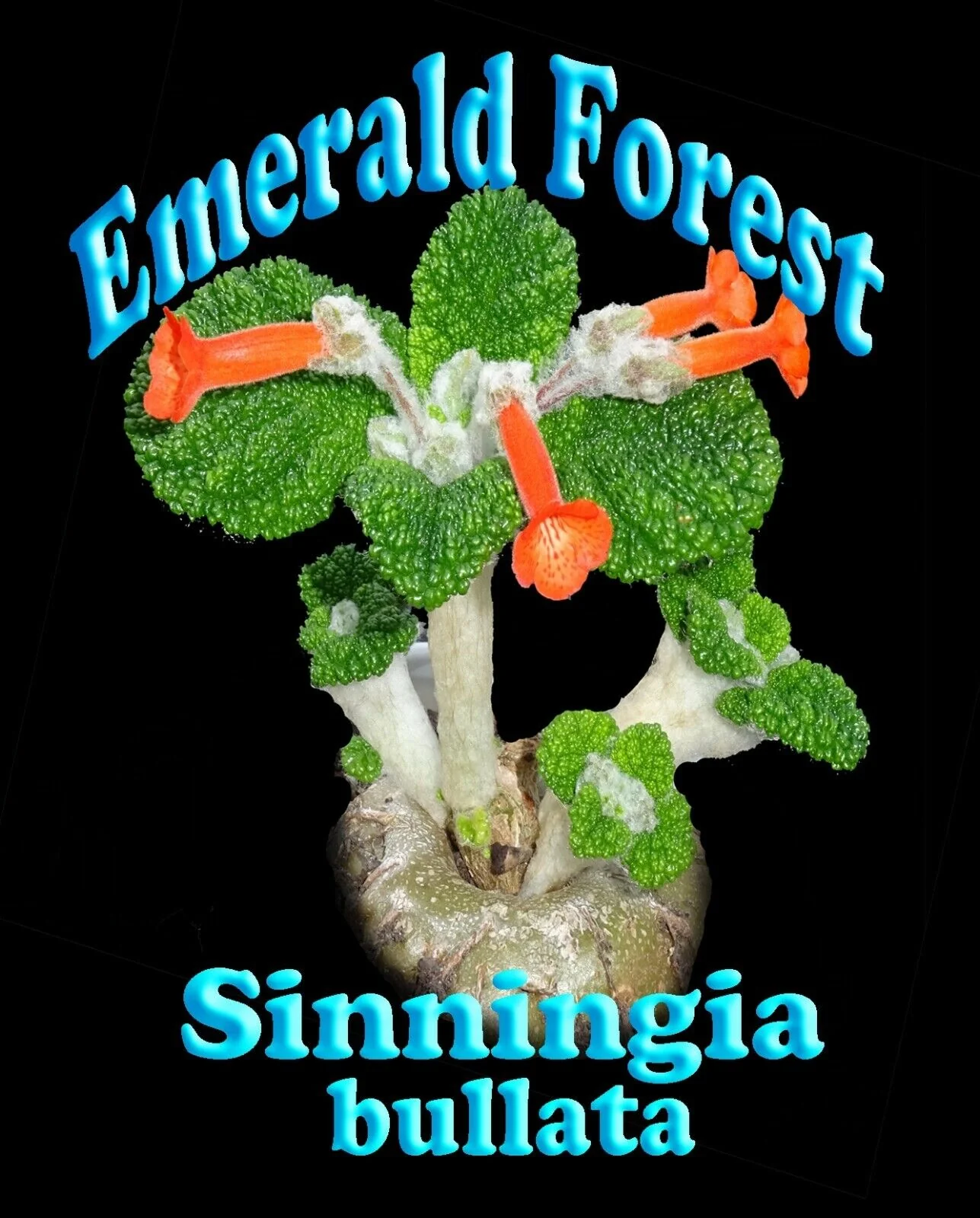 Sinningia bullata 'Emerald Forest' - Image 5