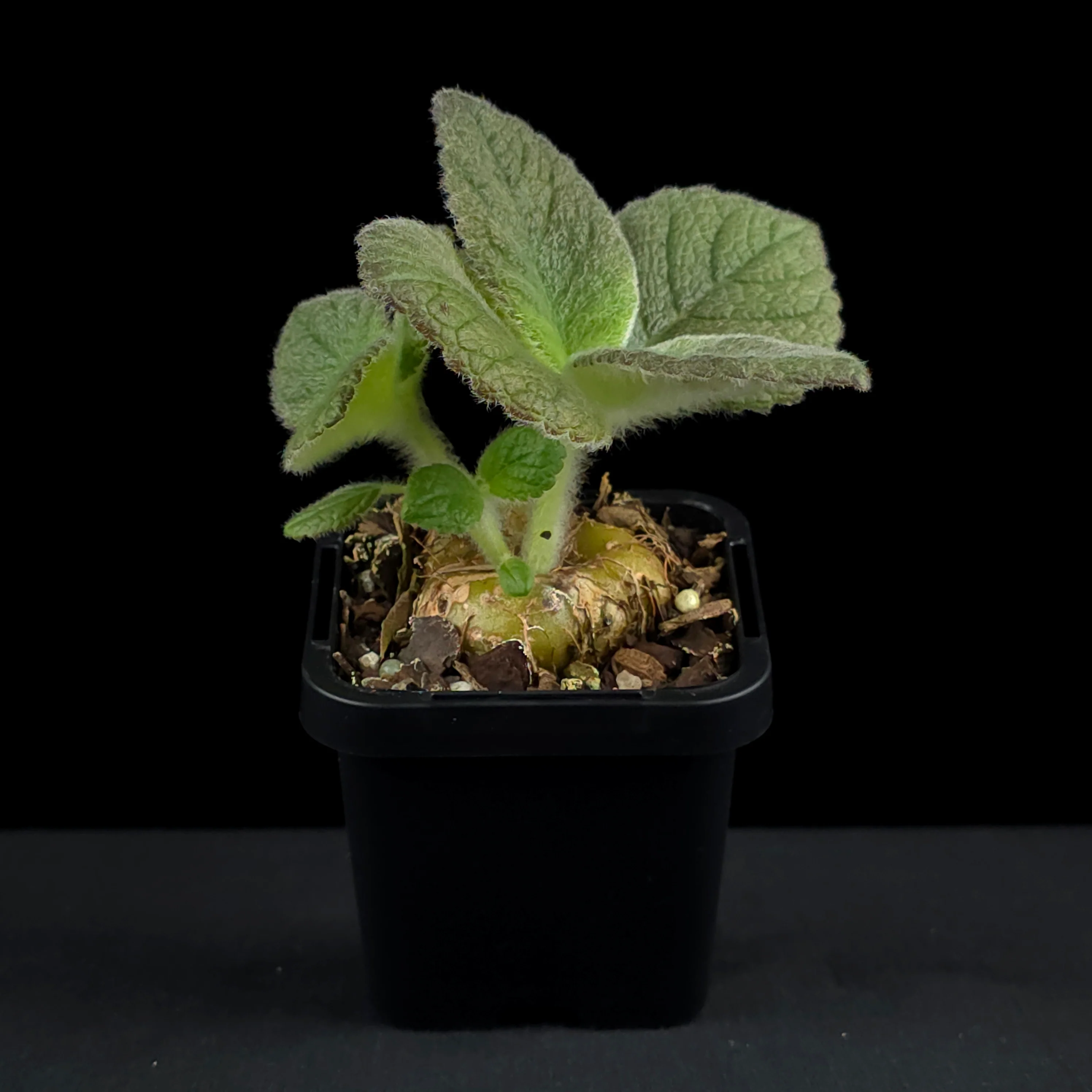 Sinningia 'Crushed Velvet' (bullata x leucotricha) - Image 3