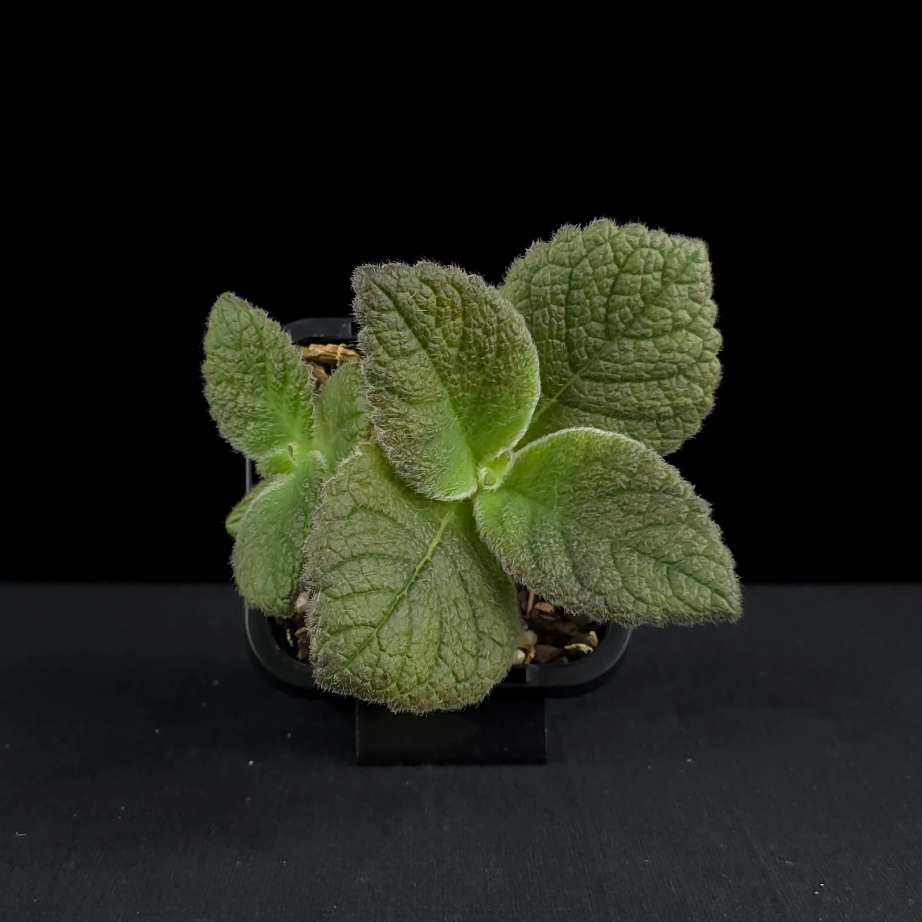 Sinningia 'Crushed Velvet' (bullata x leucotricha) - Image 4