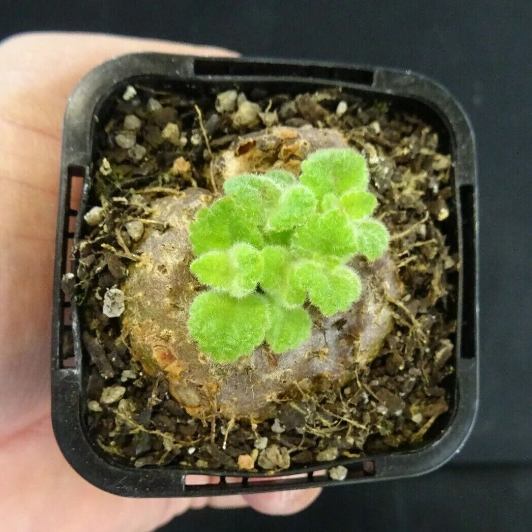 Sinningia 'Crushed Velvet' (bullata x leucotricha) - Image 6