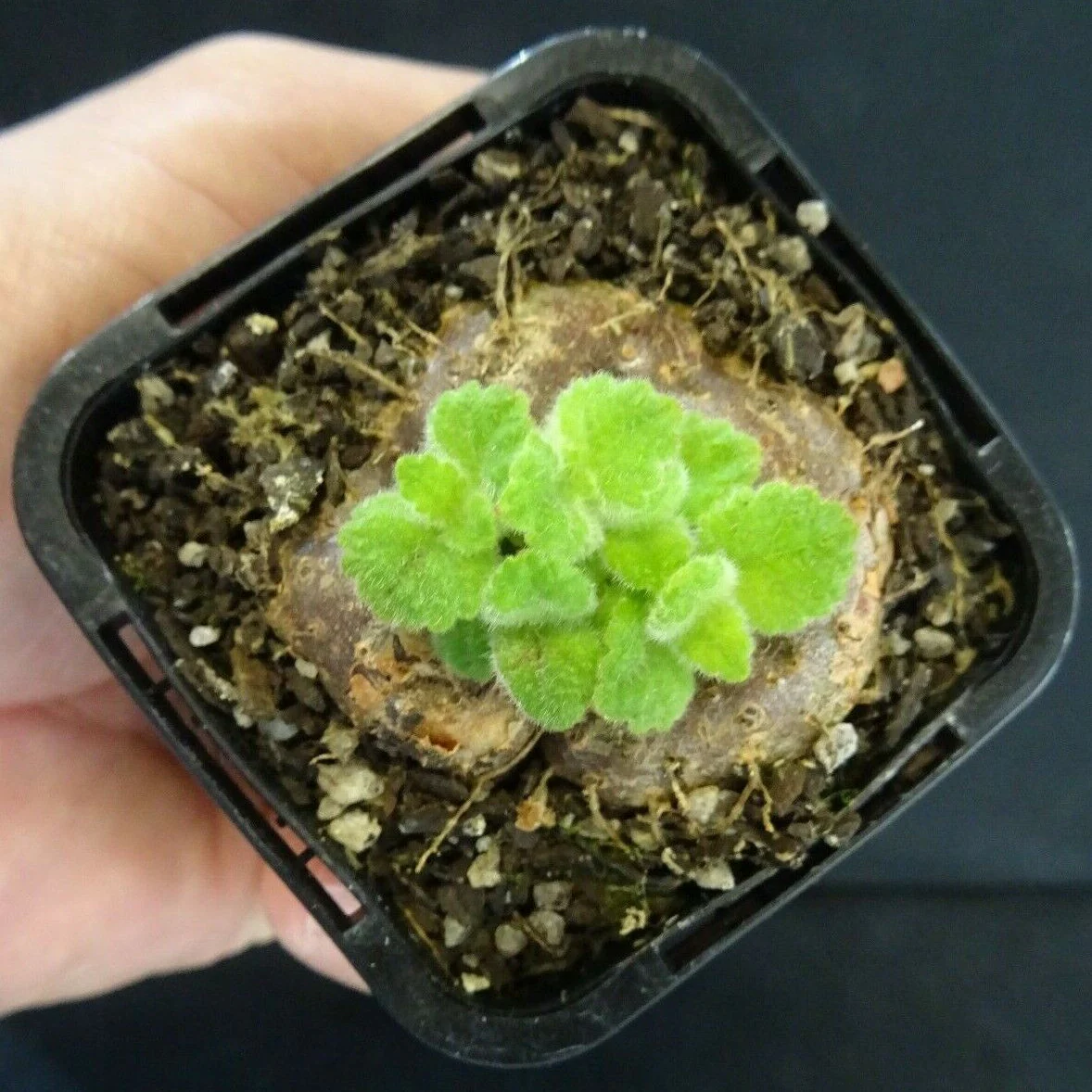 Sinningia 'Crushed Velvet' (bullata x leucotricha) - Image 7