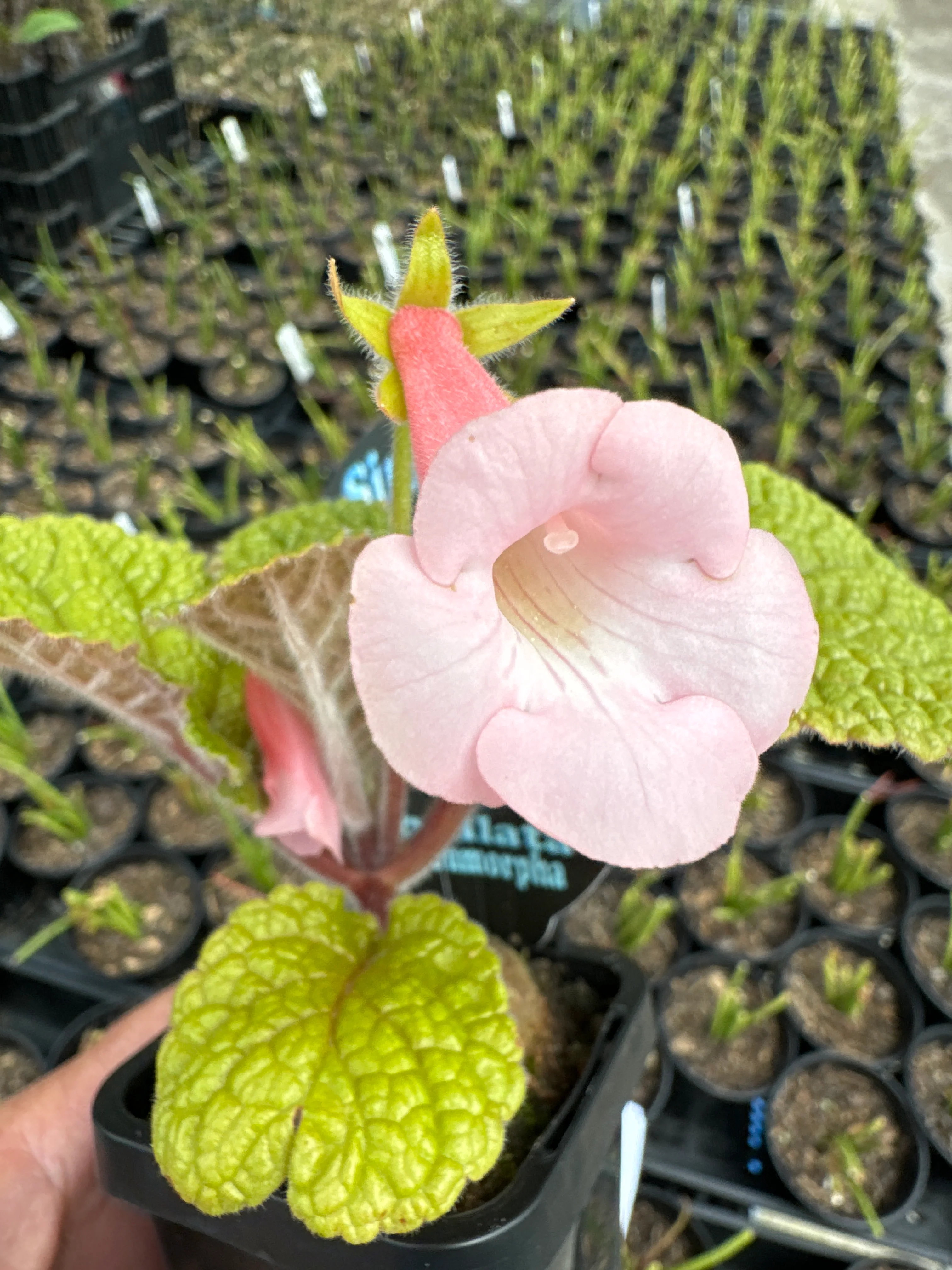Sinningia eumorpha x bullata hybrid - Image 2