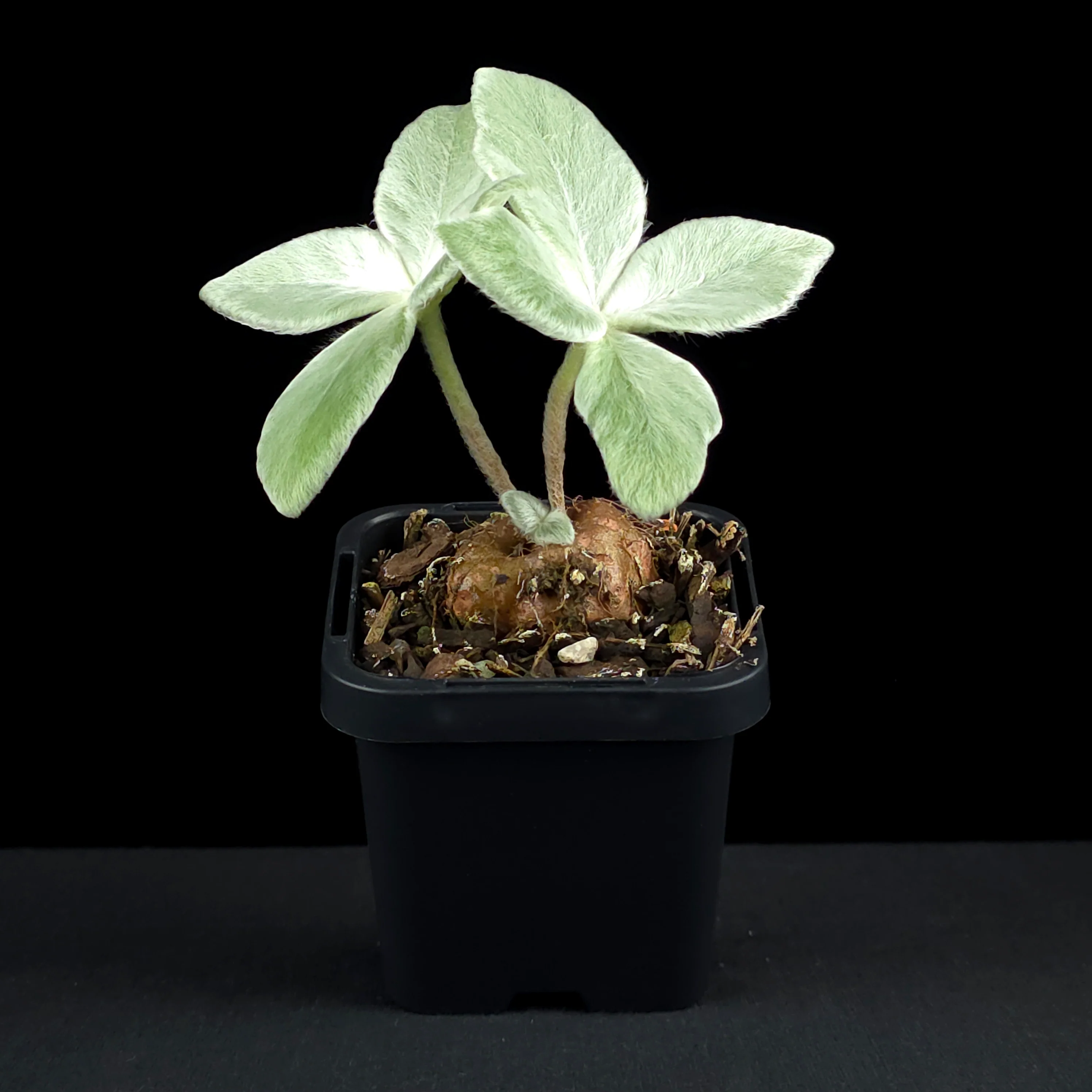 Sinningia leucotricha 'Brazillian Edelweiss' - Image 3