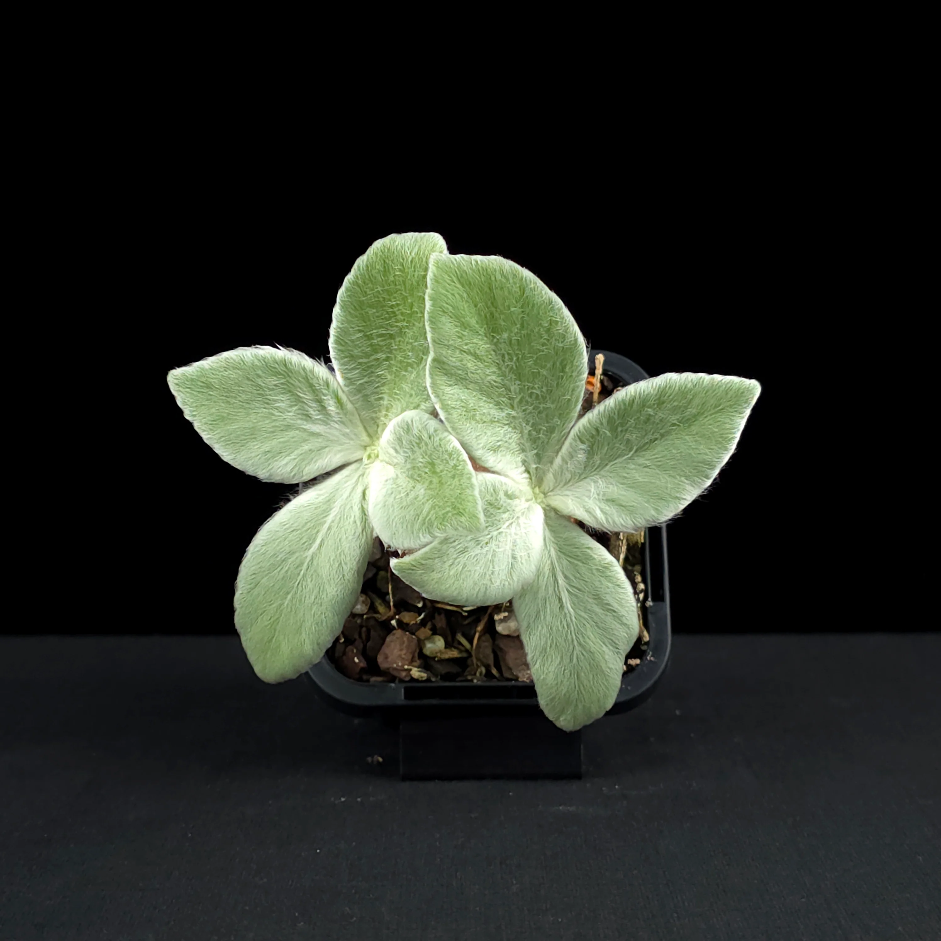 Sinningia leucotricha 'Brazillian Edelweiss' - Image 4