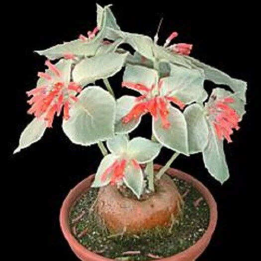 Sinningia leucotricha 'Brazillian Edelweiss' - Image 5
