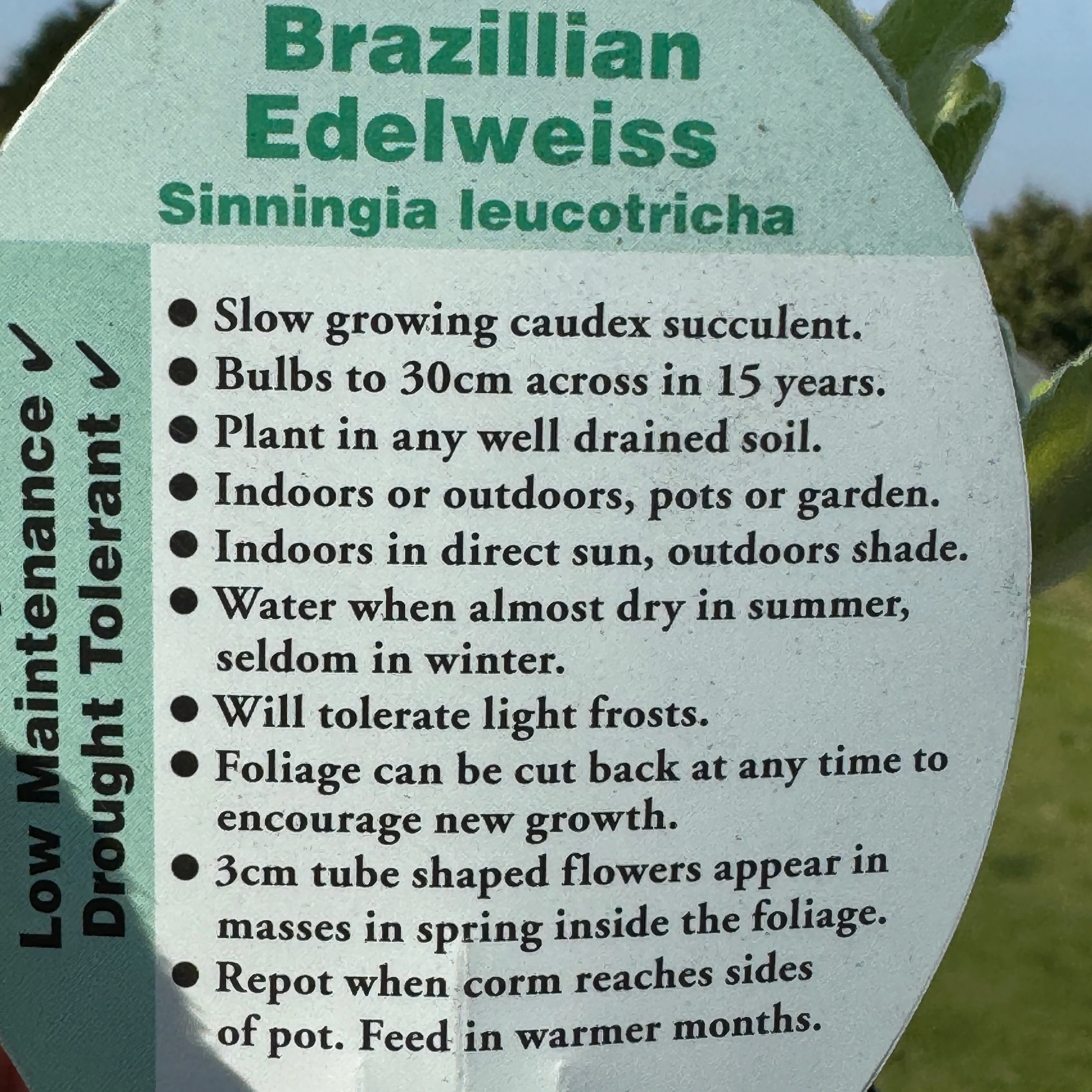 Sinningia leucotricha 'Brazillian Edelweiss' - Image 7