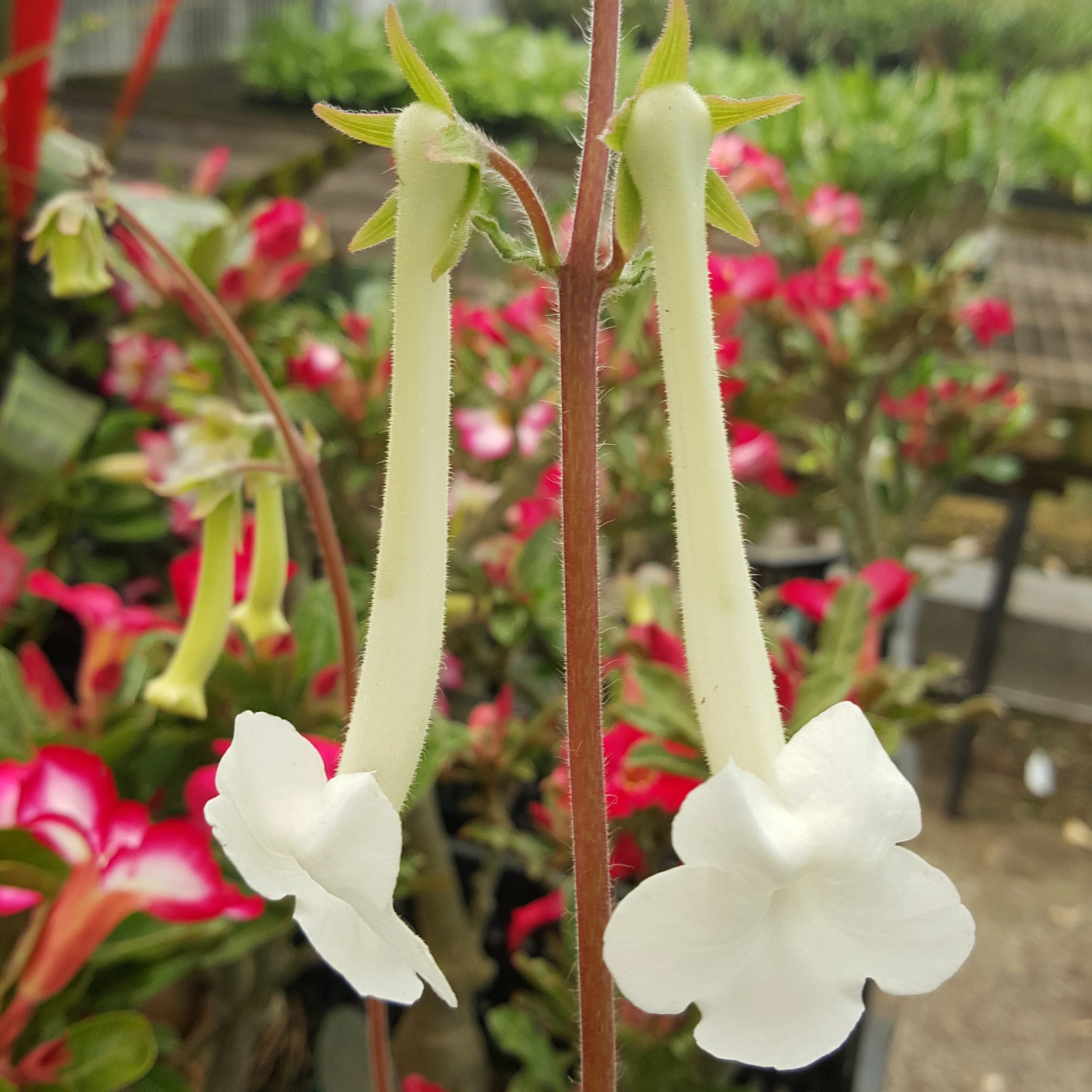 Sinningia tubiflora