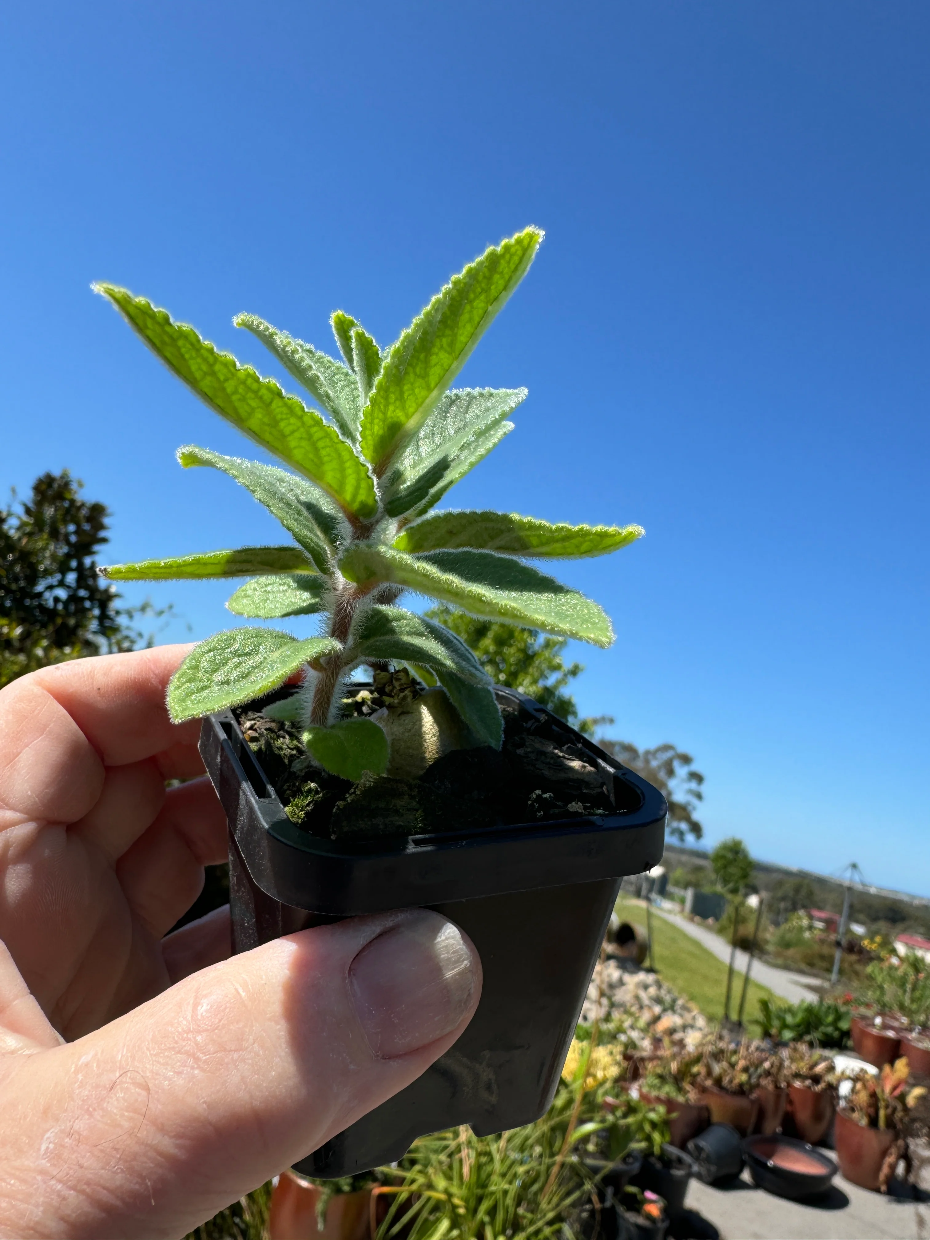 Sinningia tubiflora - Image 3