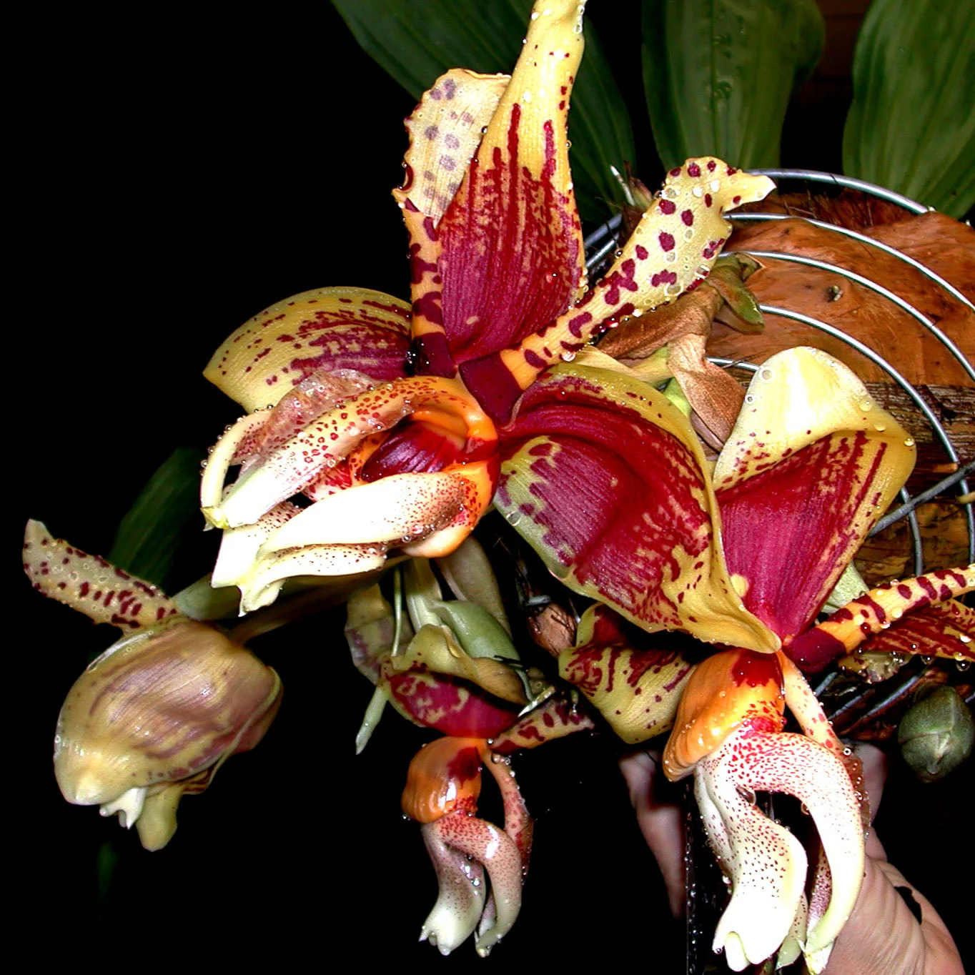 Stanhopea Hybrids 'The Upside-down Orchid'