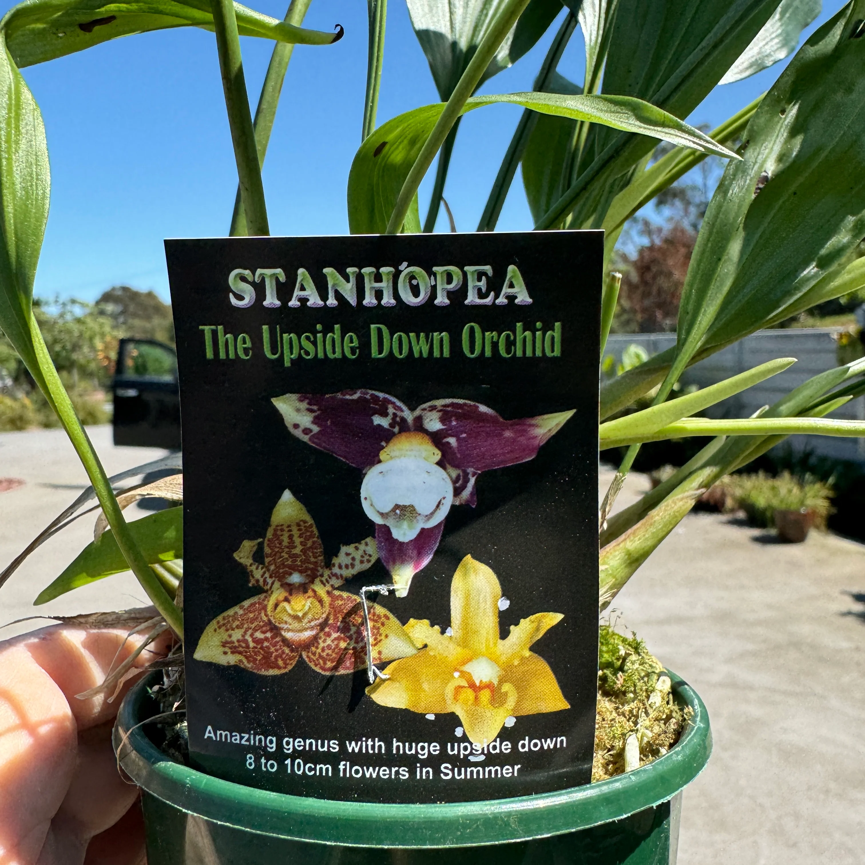 Stanhopea Hybrids 'The Upside-down Orchid' - Image 2