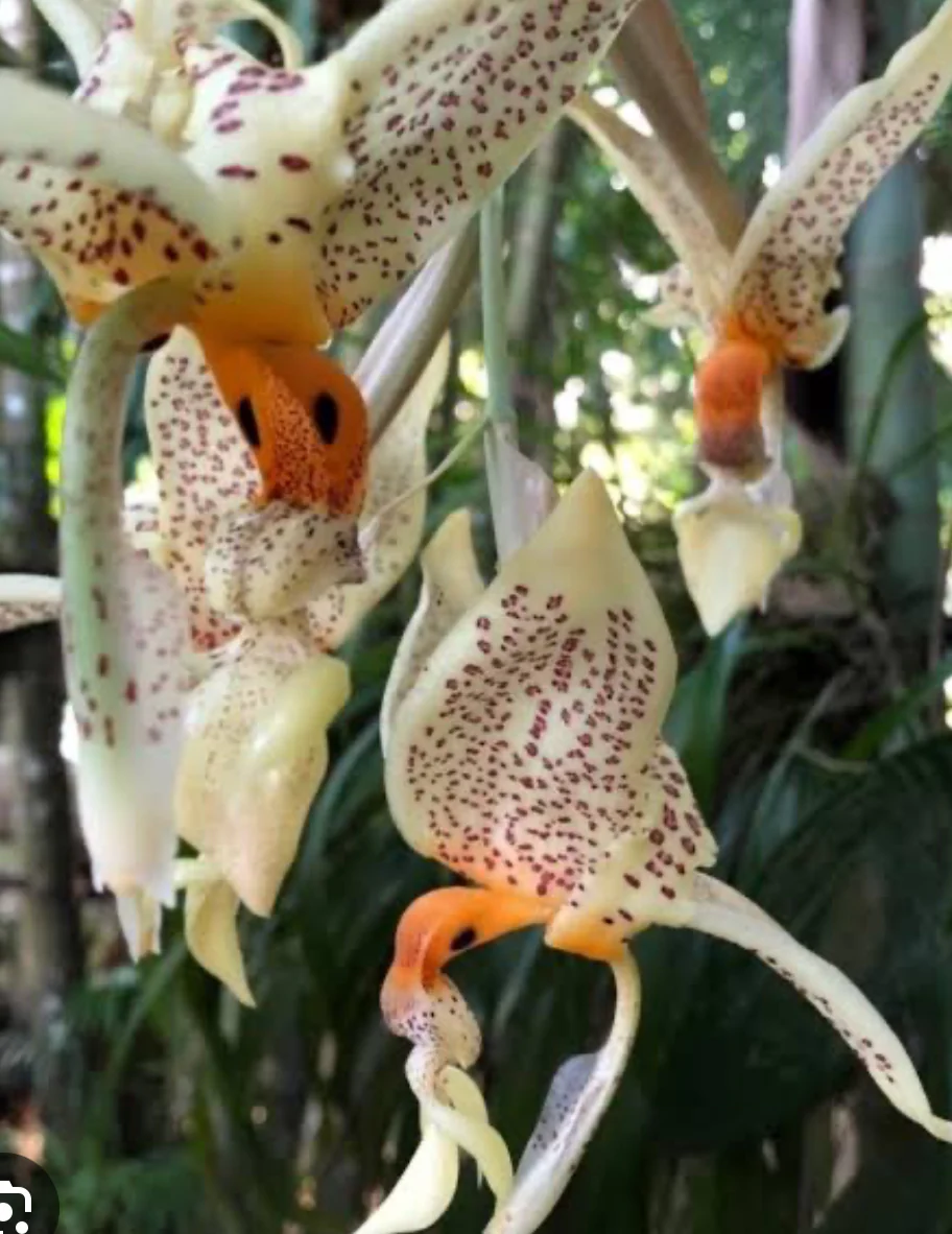 Stanhopea inodora × oculata - Image 2