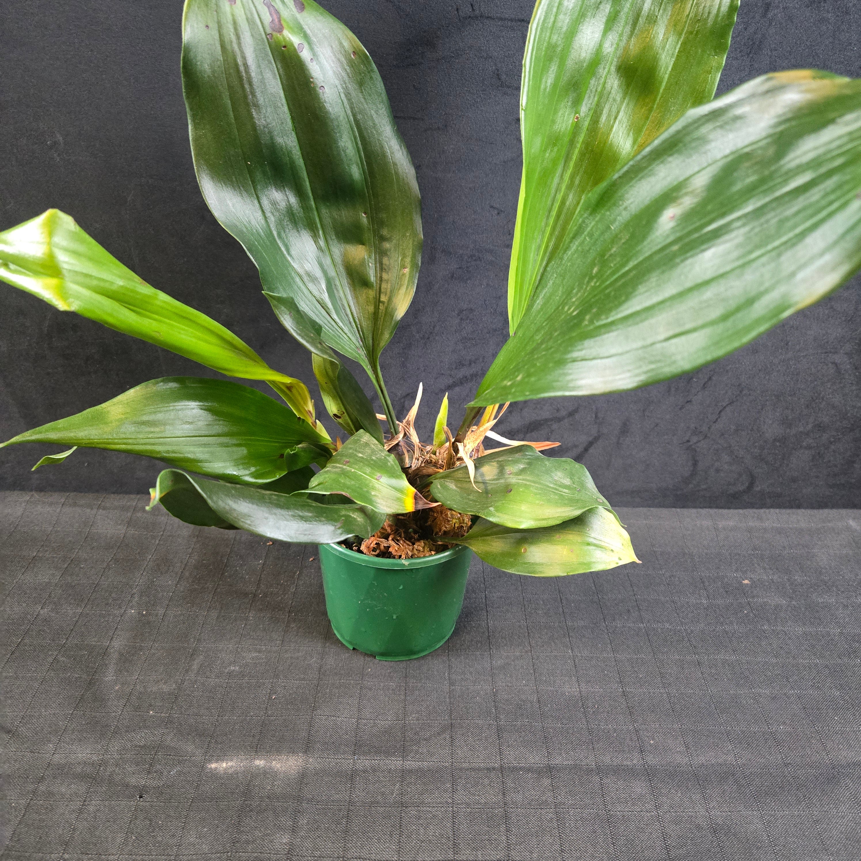Stanhopea inodora × oculata - Image 3