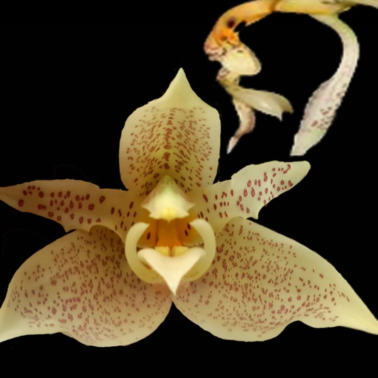 Stanhopea inodora × oculata - Image 4