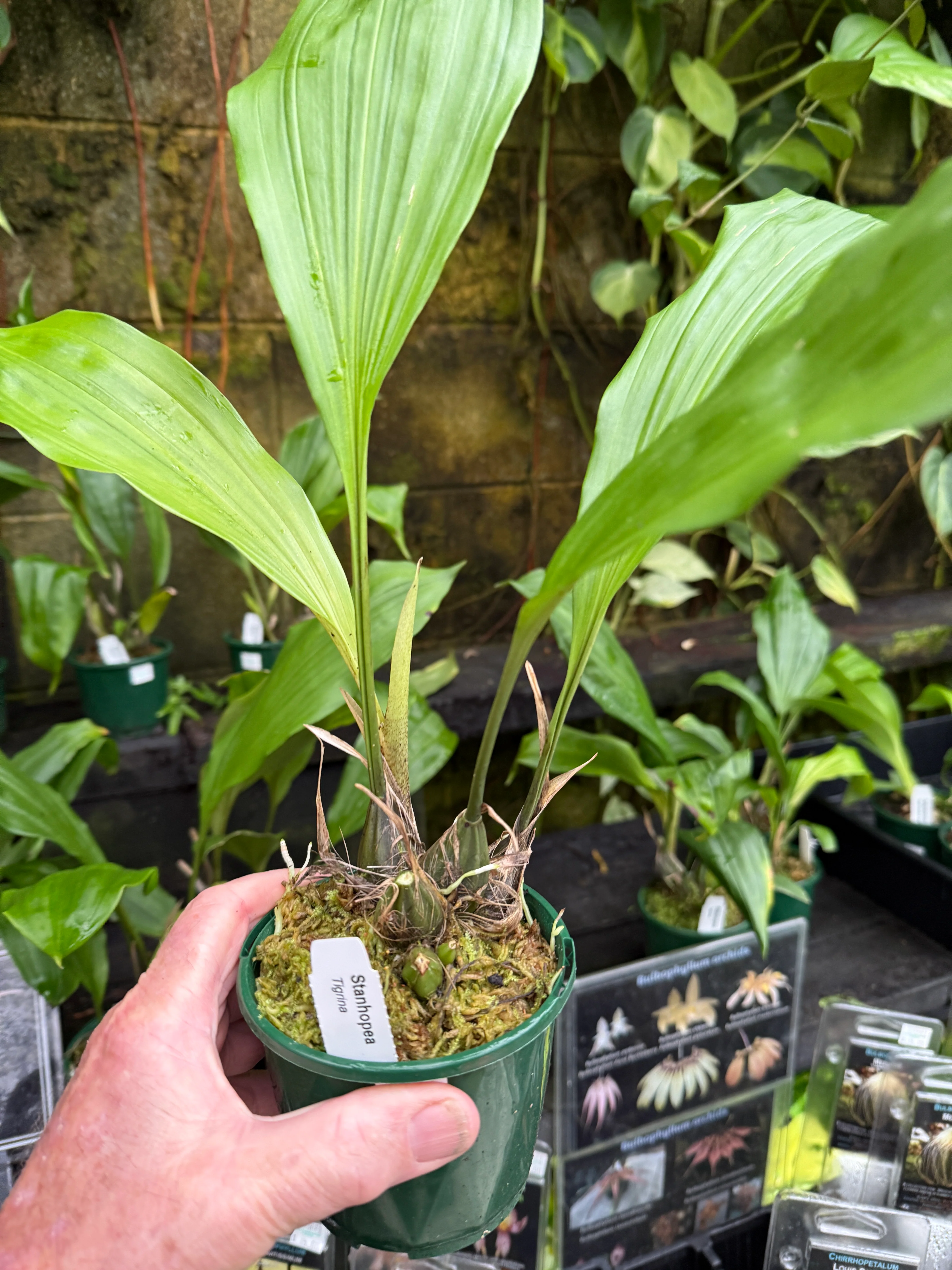 Stanhopea tigrina – The upside down orchid - Image 3