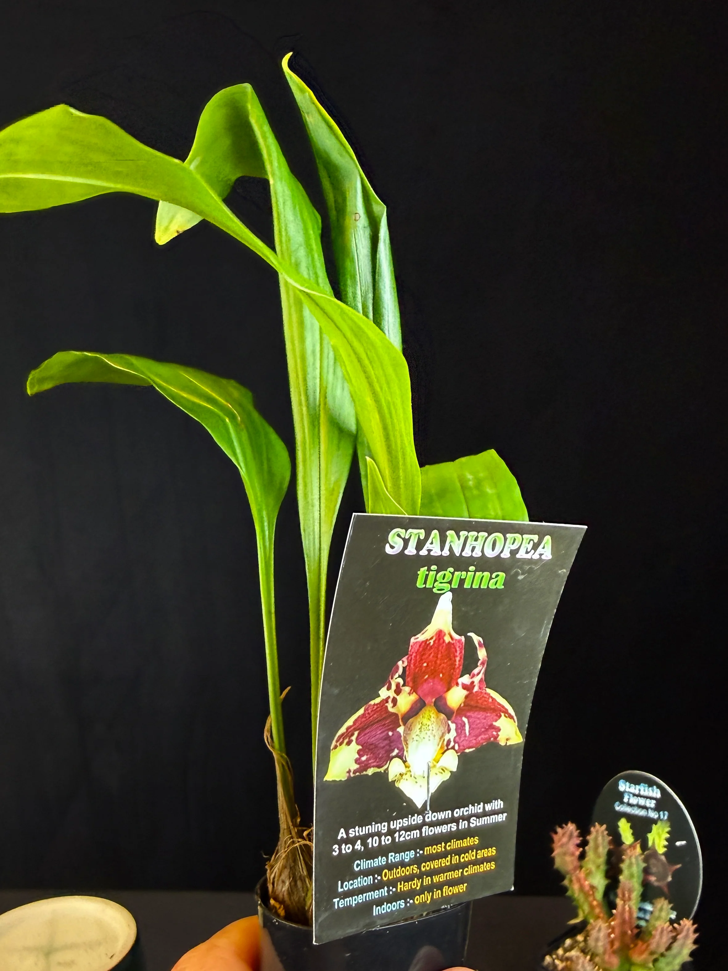 Stanhopea tigrina – The upside down orchid - Image 5