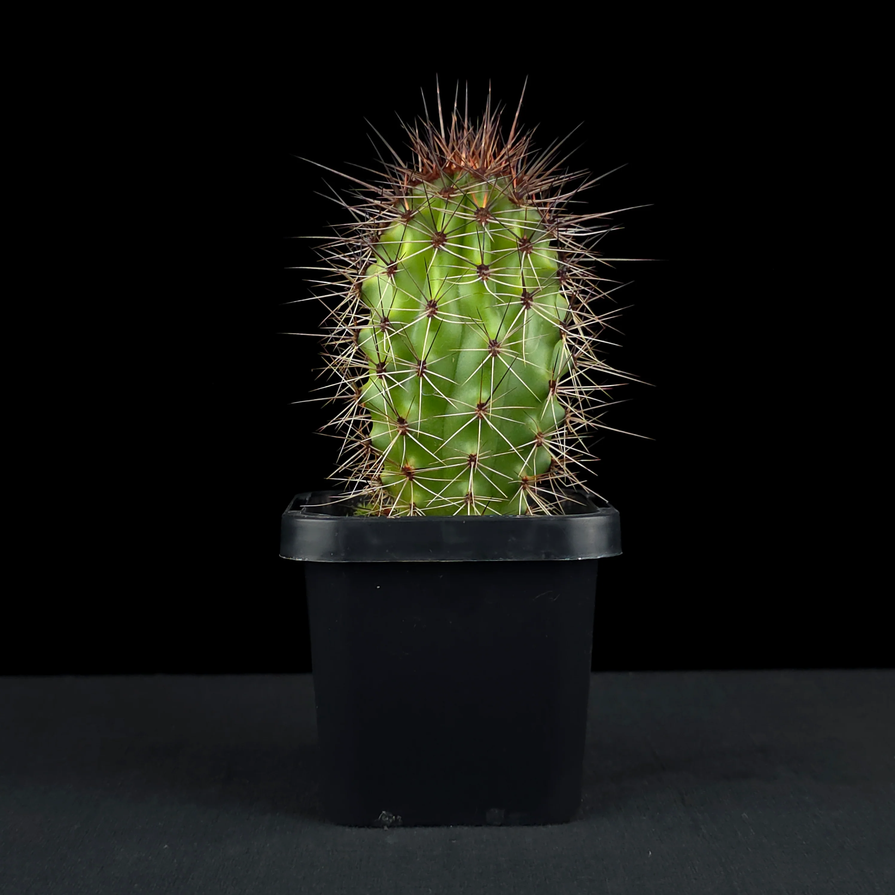 Stenocereus thurberi