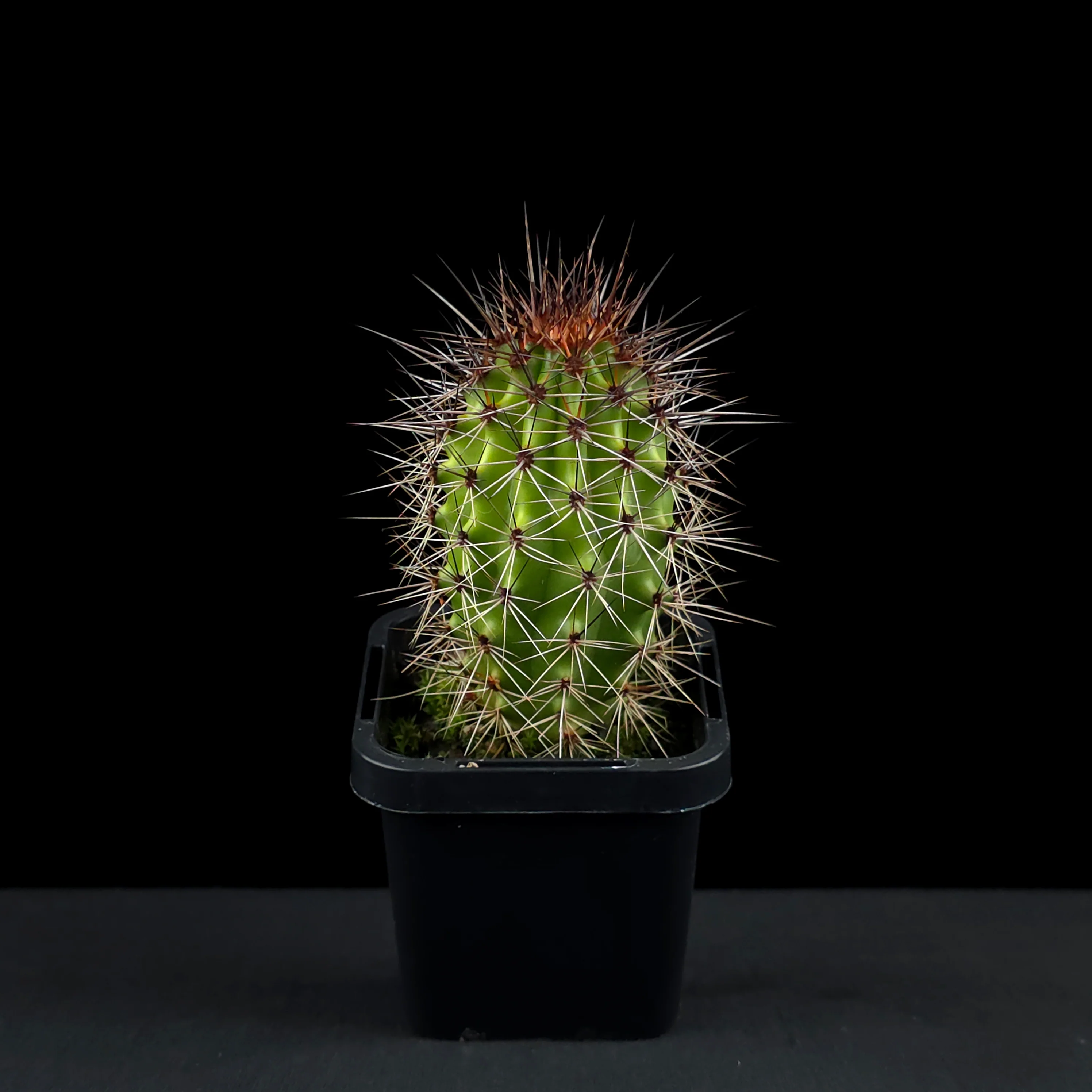 Stenocereus thurberi - Image 2