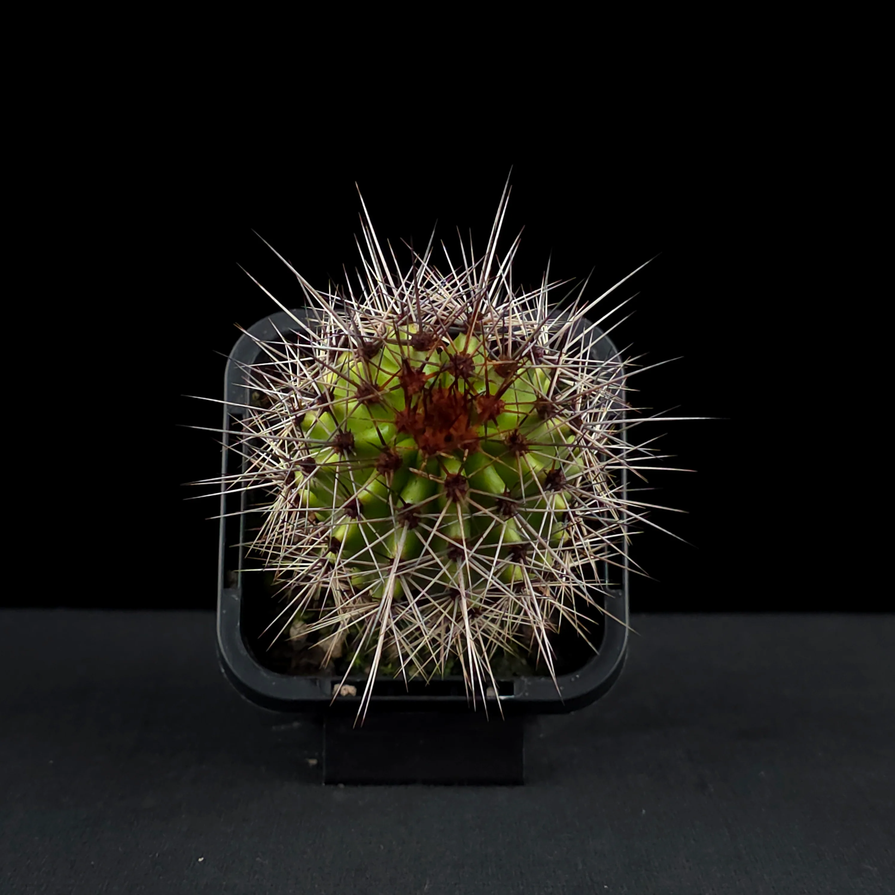 Stenocereus thurberi - Image 3