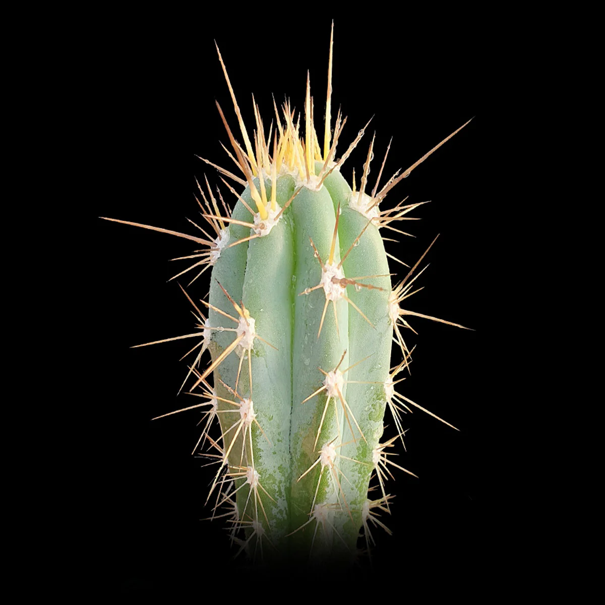 Stetsonia coryne – The Toothpick Cactus