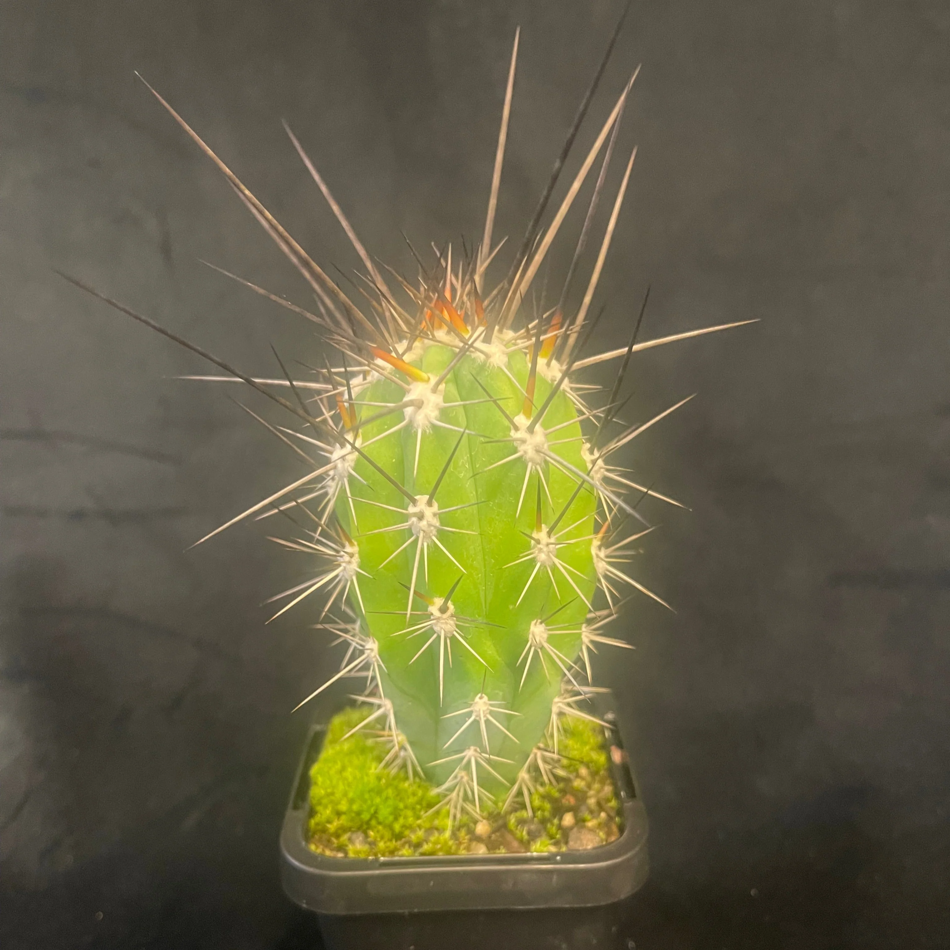 Stetsonia coryne – The Toothpick Cactus - Image 2